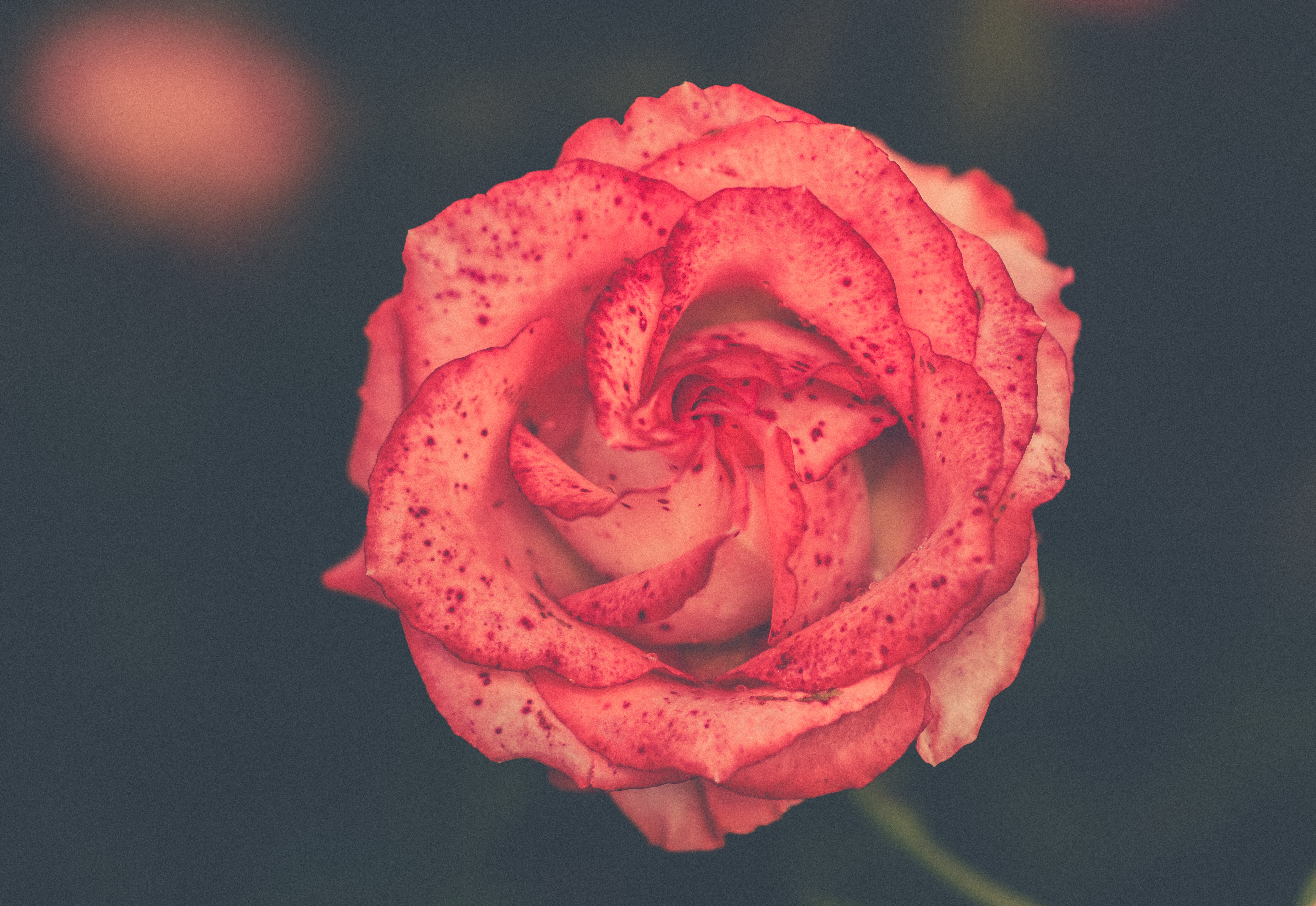Close-up of a pink rose with red speckles HD Wallpaper