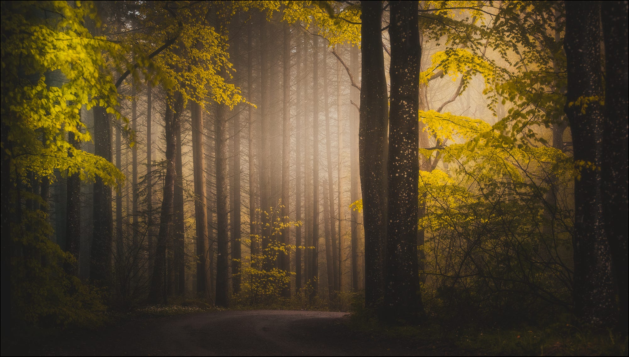 Misty forest path with yellow leaves HD Wallpaper