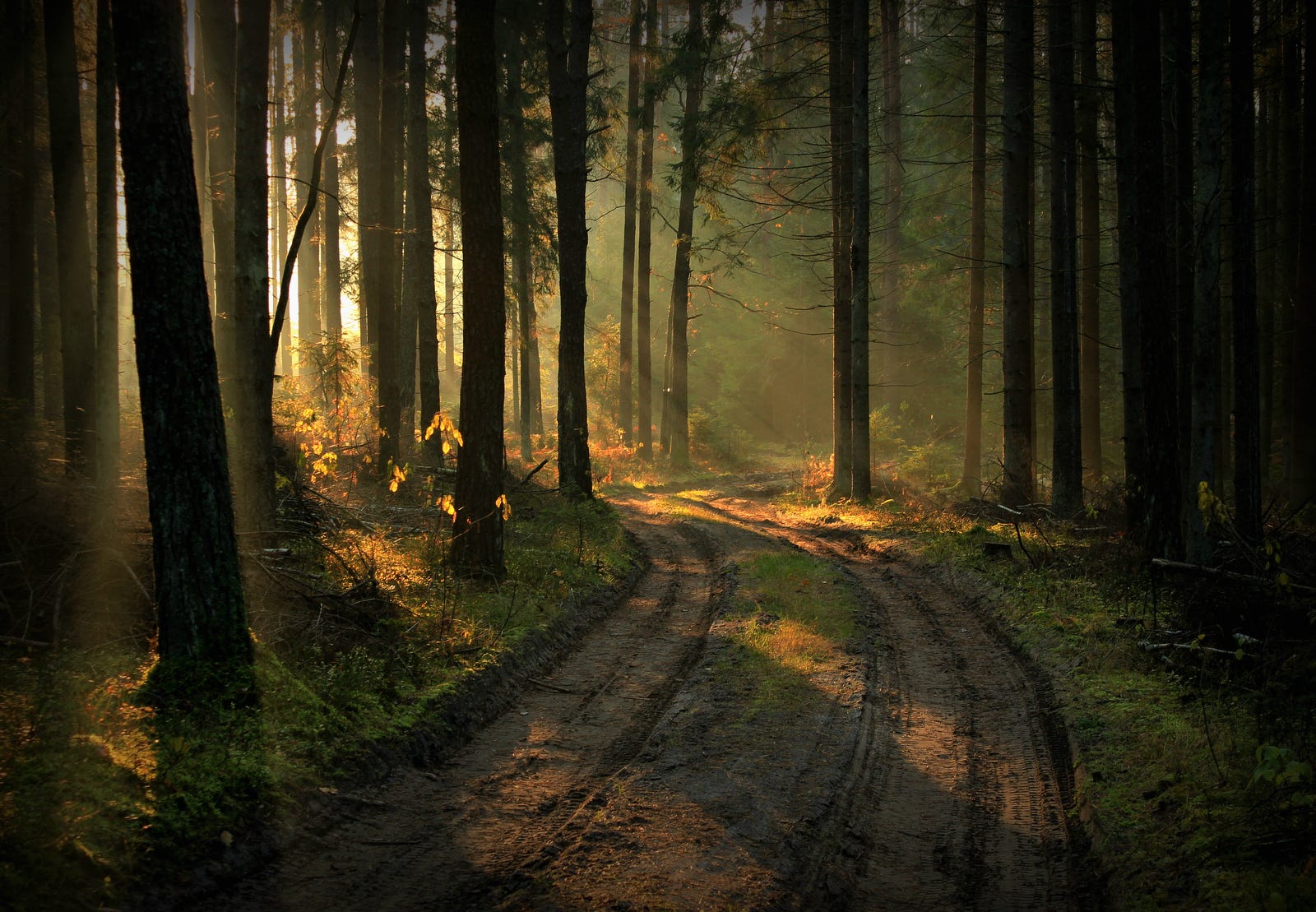 Dirt path through a sunlit forest in Lithuania HD Wallpaper