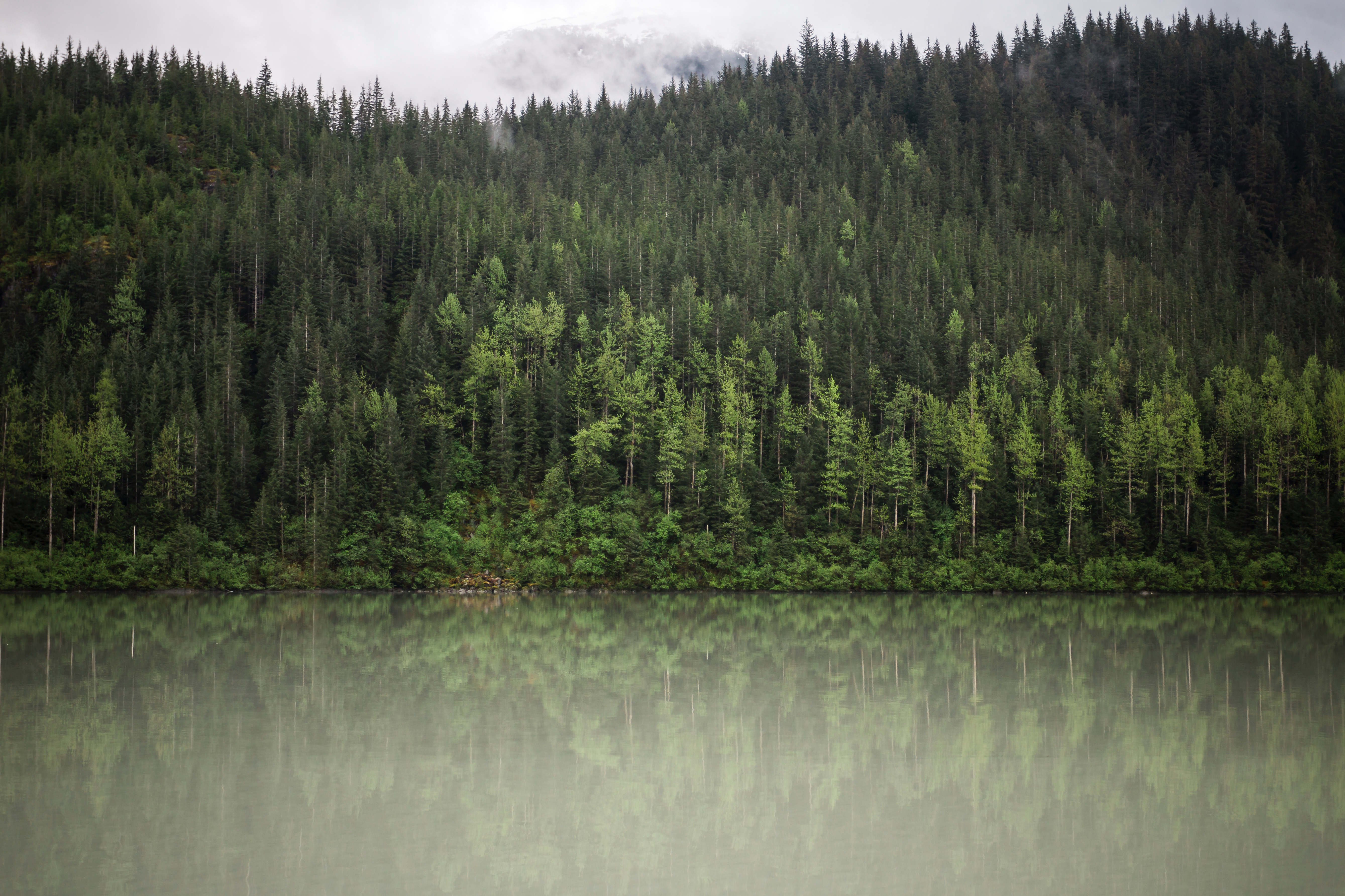Forest reflected in a lake under cloudy skies HD Wallpaper