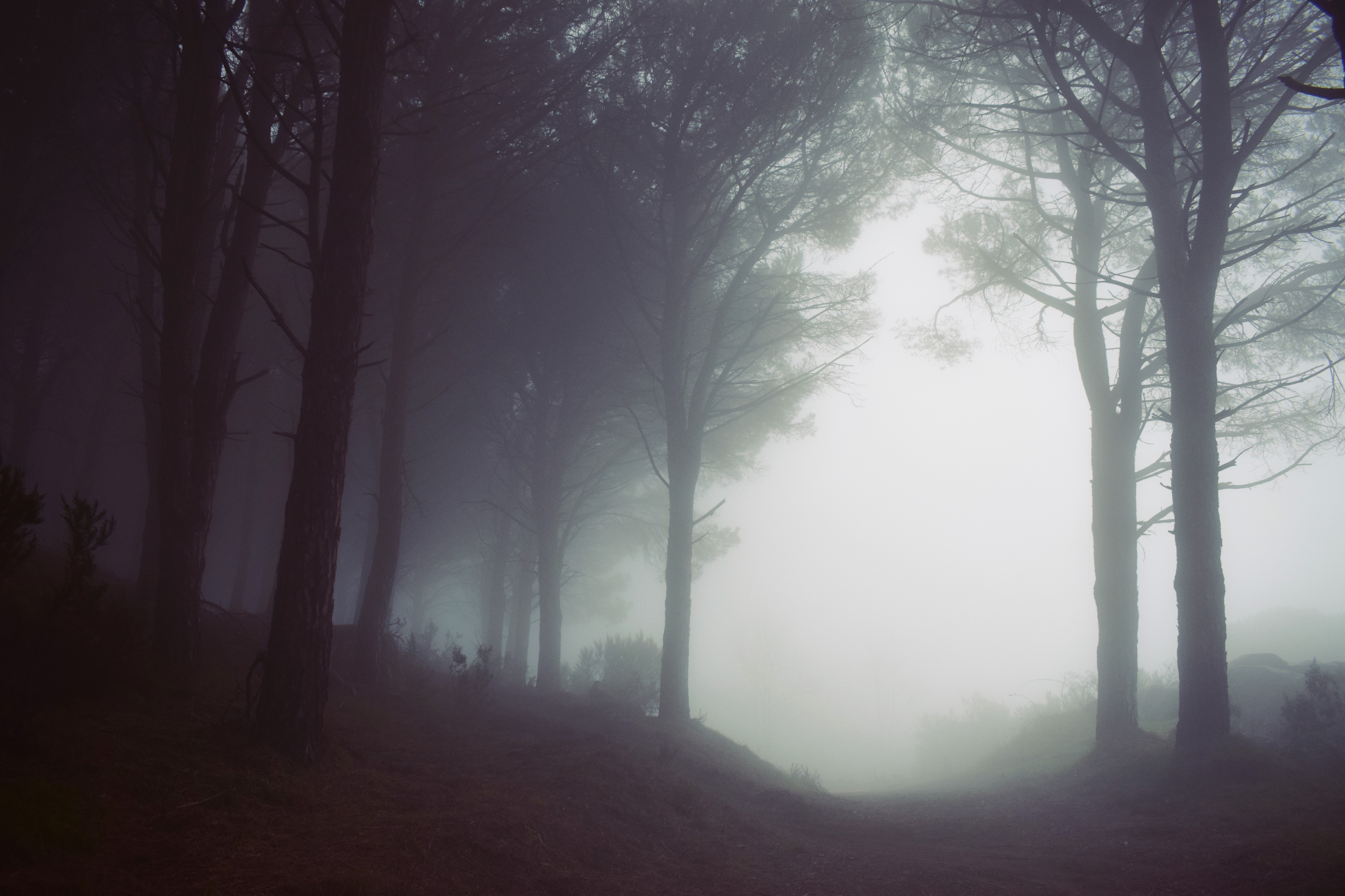 Misty forest with tall trees HD Wallpaper