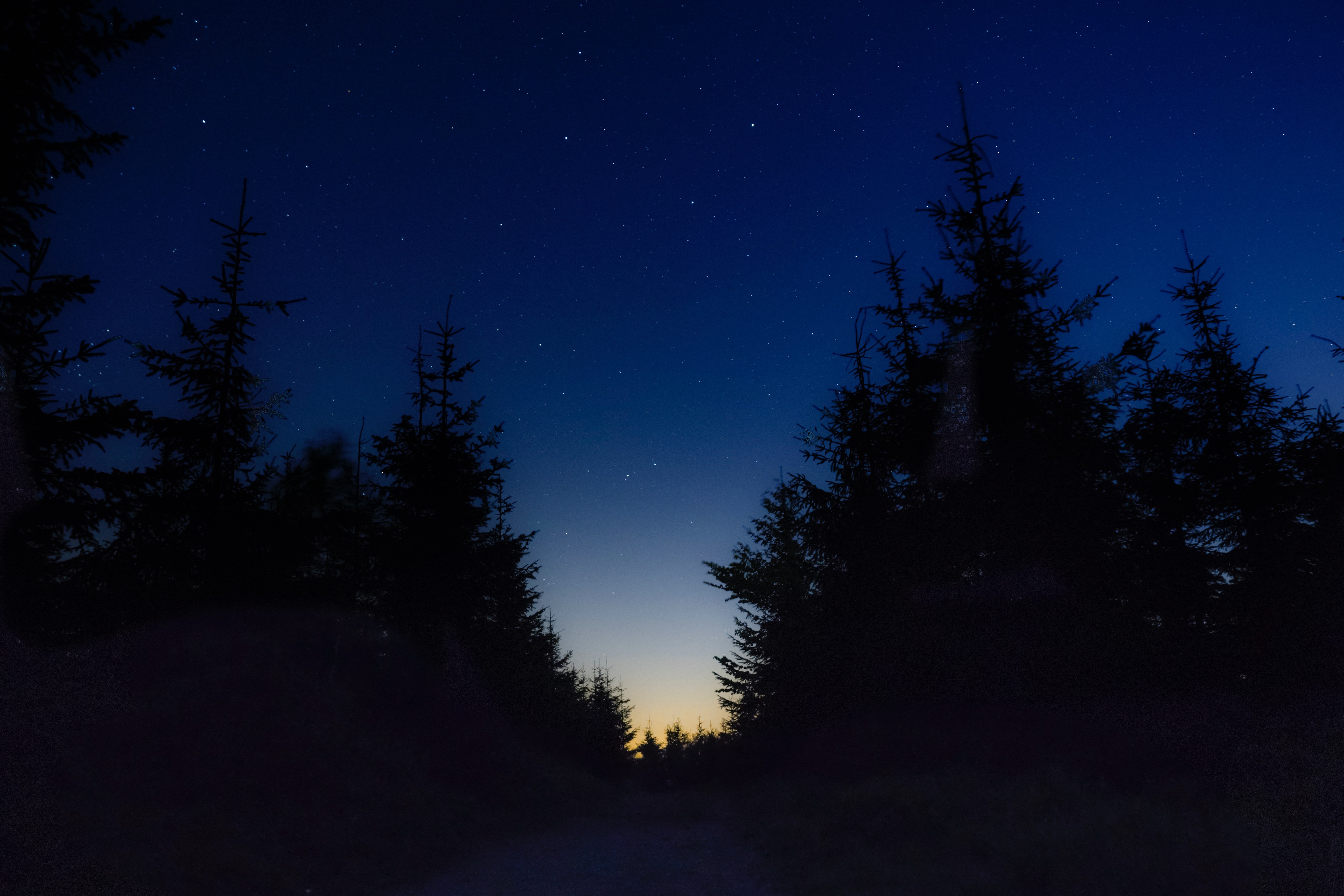 Silhouette of trees against a starry night sky HD Wallpaper