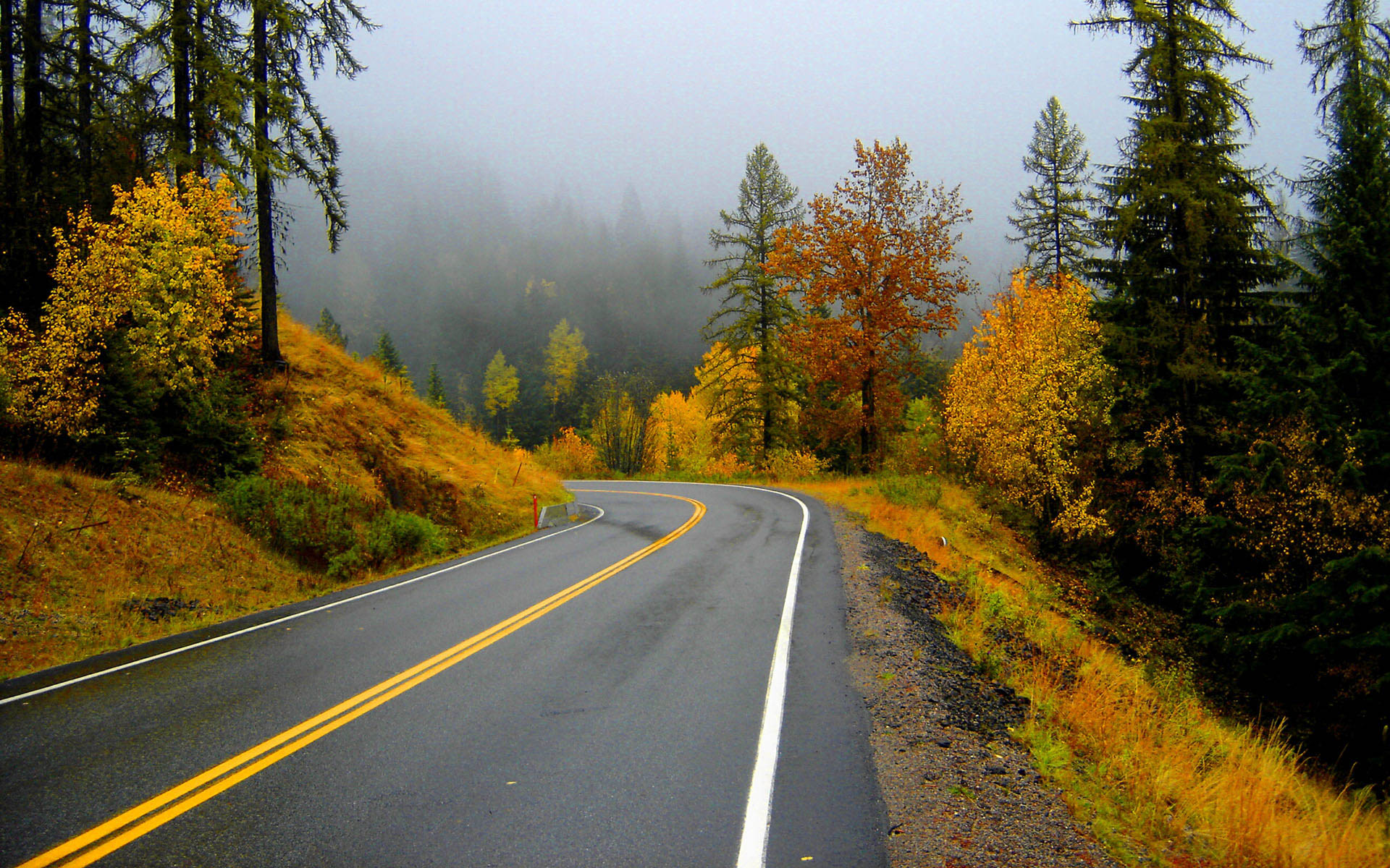 Winding road through a foggy forest in autumn HD Wallpaper