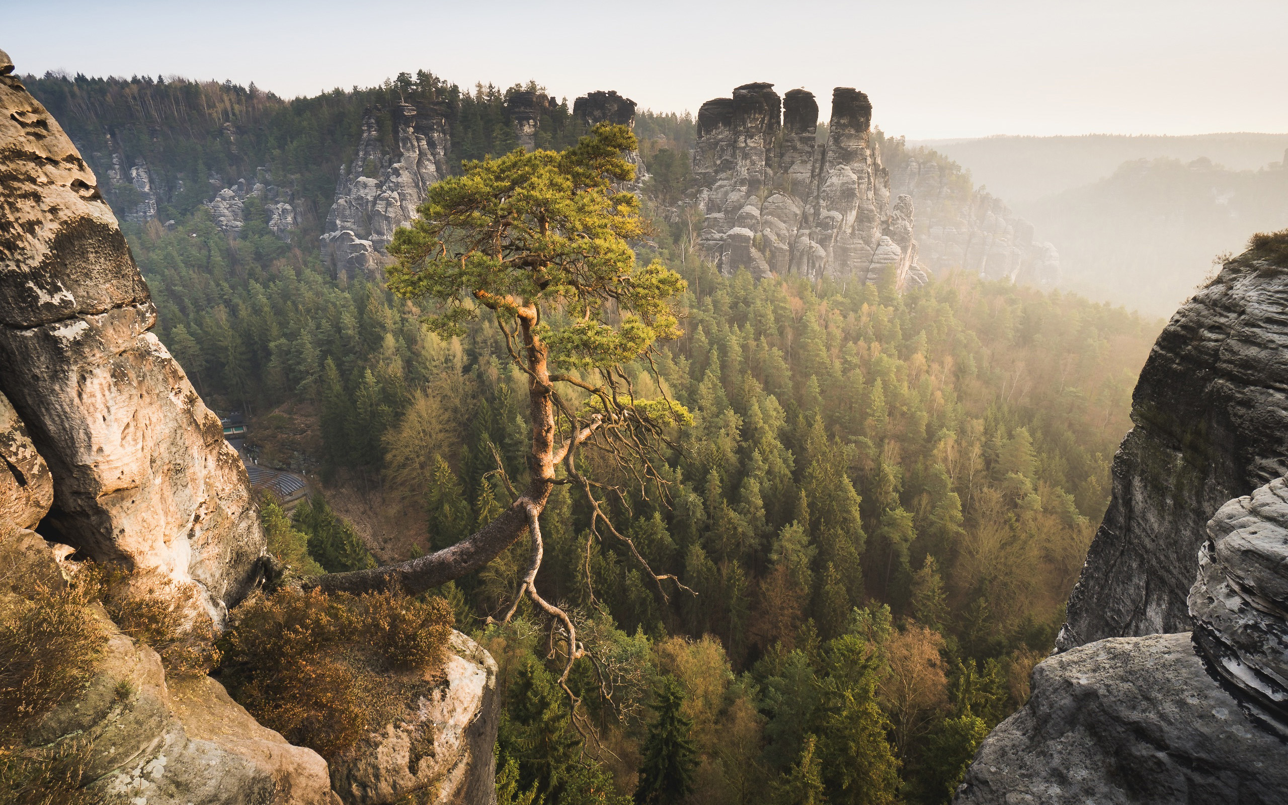 Lone tree on a rocky outcrop overlooking a misty forest HD Wallpaper