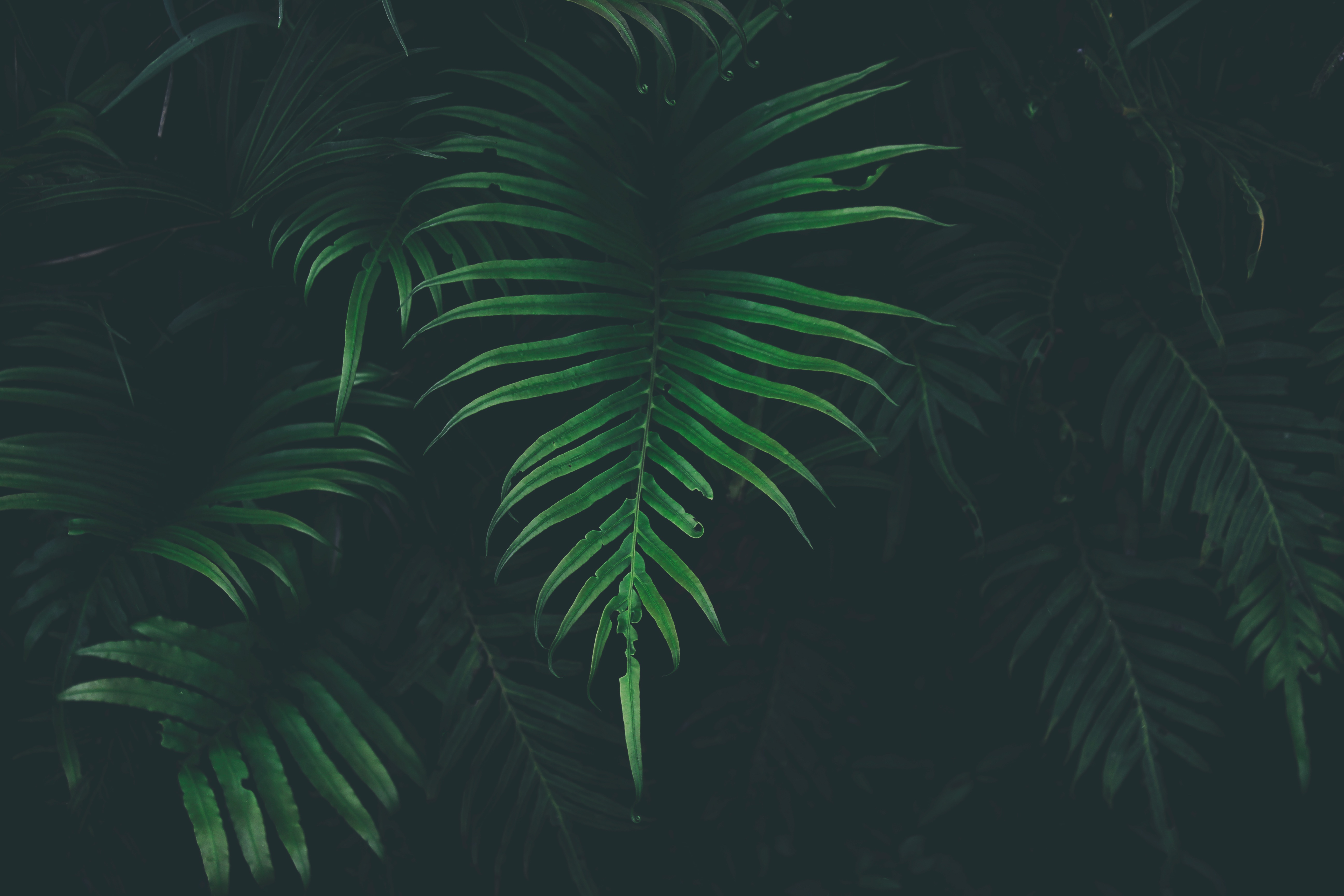 Dark green fern leaves in a forest HD Wallpaper