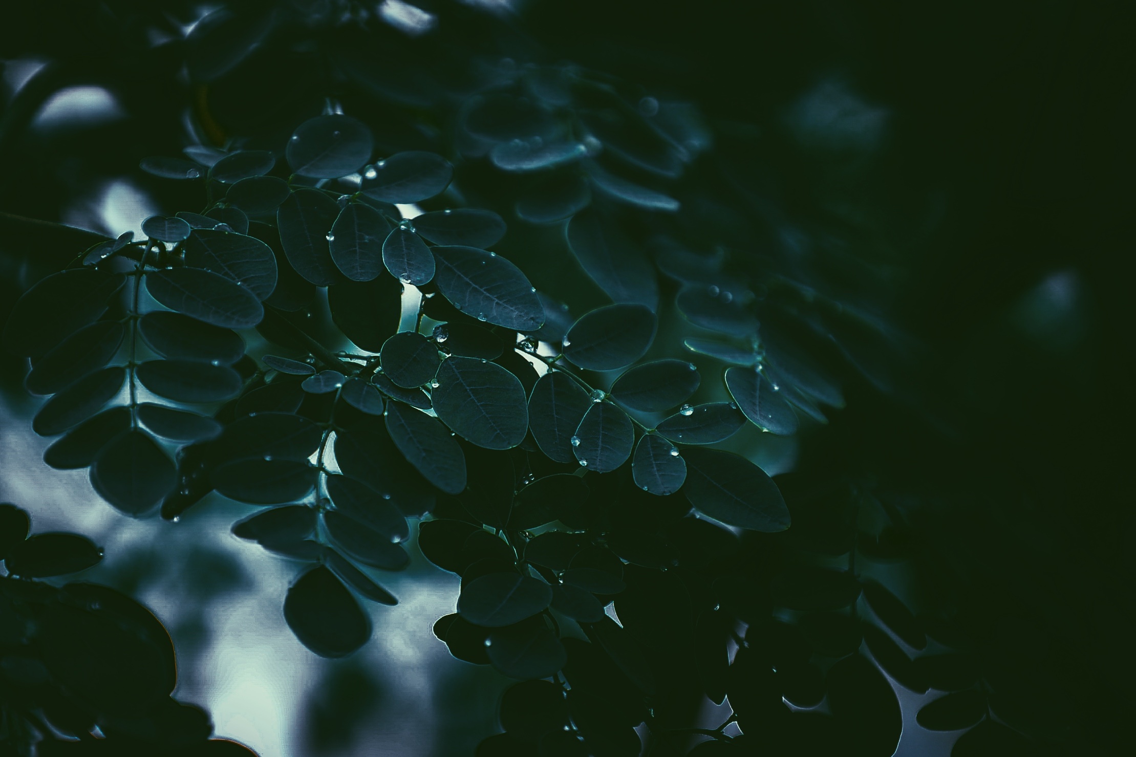 Dark green leaves with water droplets HD Wallpaper