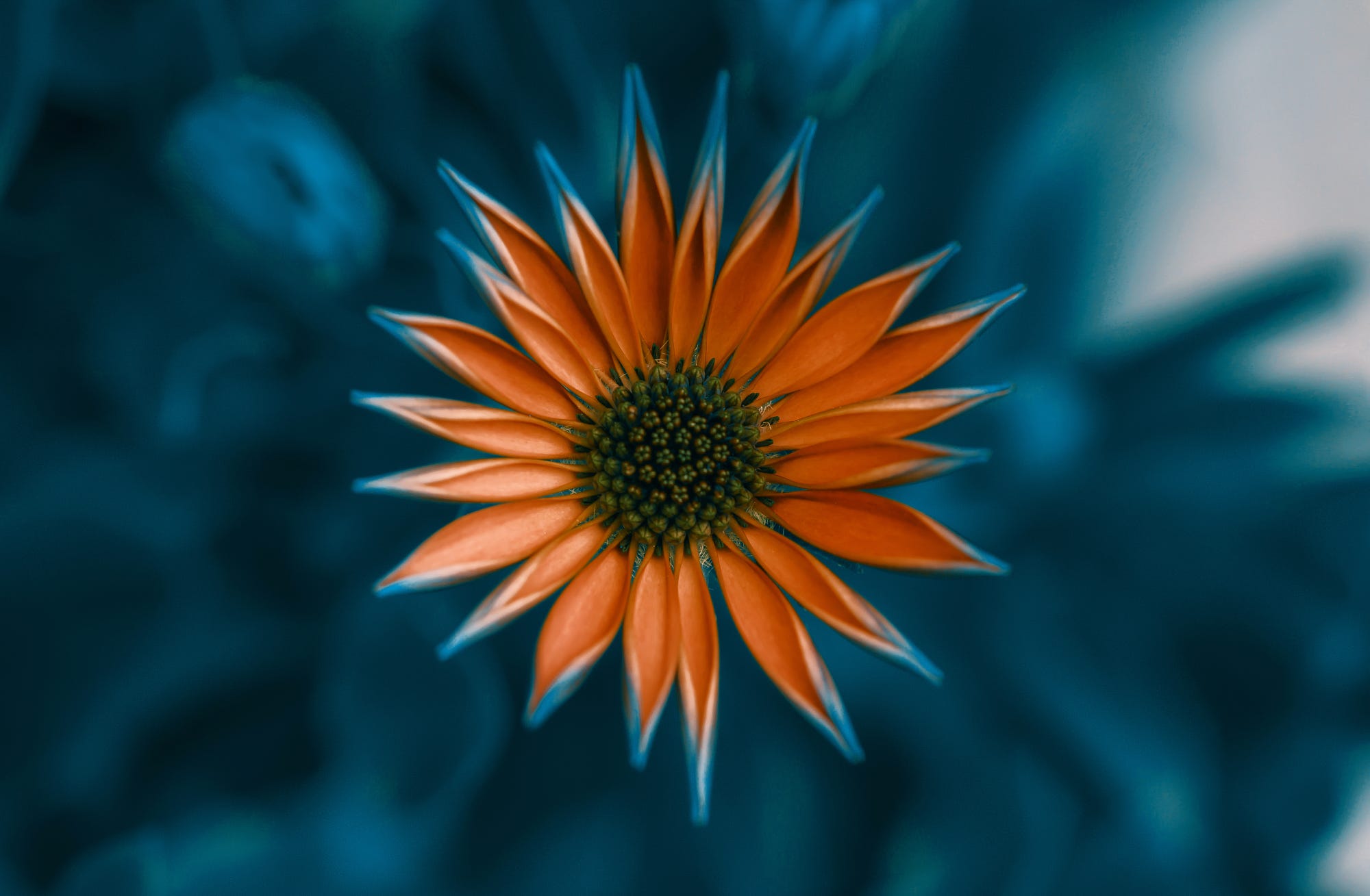 Orange flower with blue background HD Wallpaper