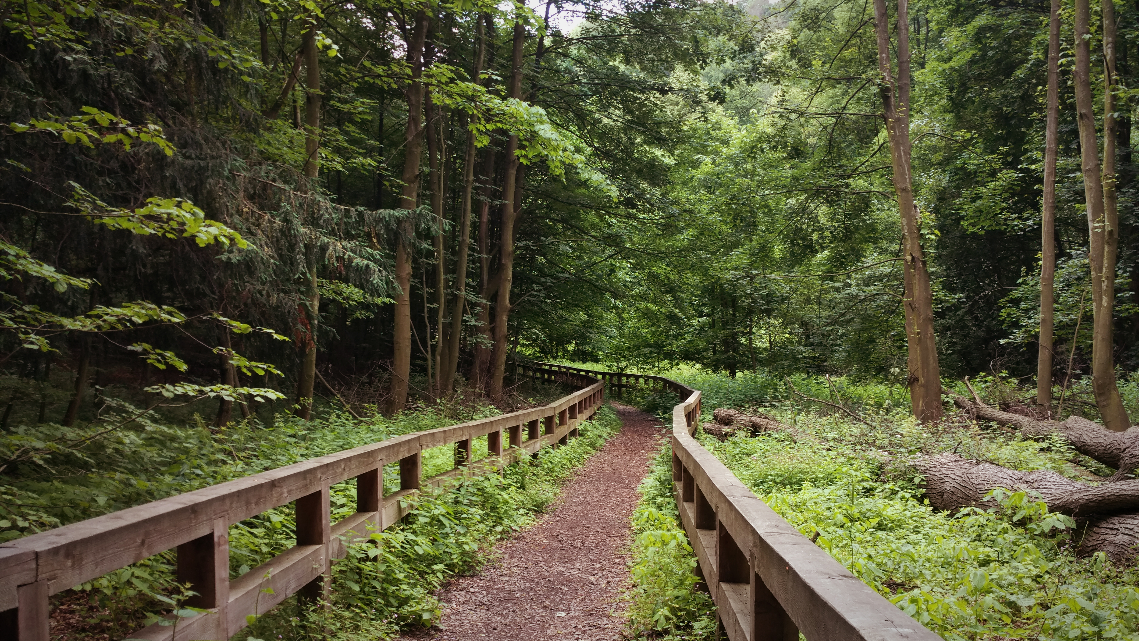 Wooden fence along a path in a forest in Poland HD Wallpaper