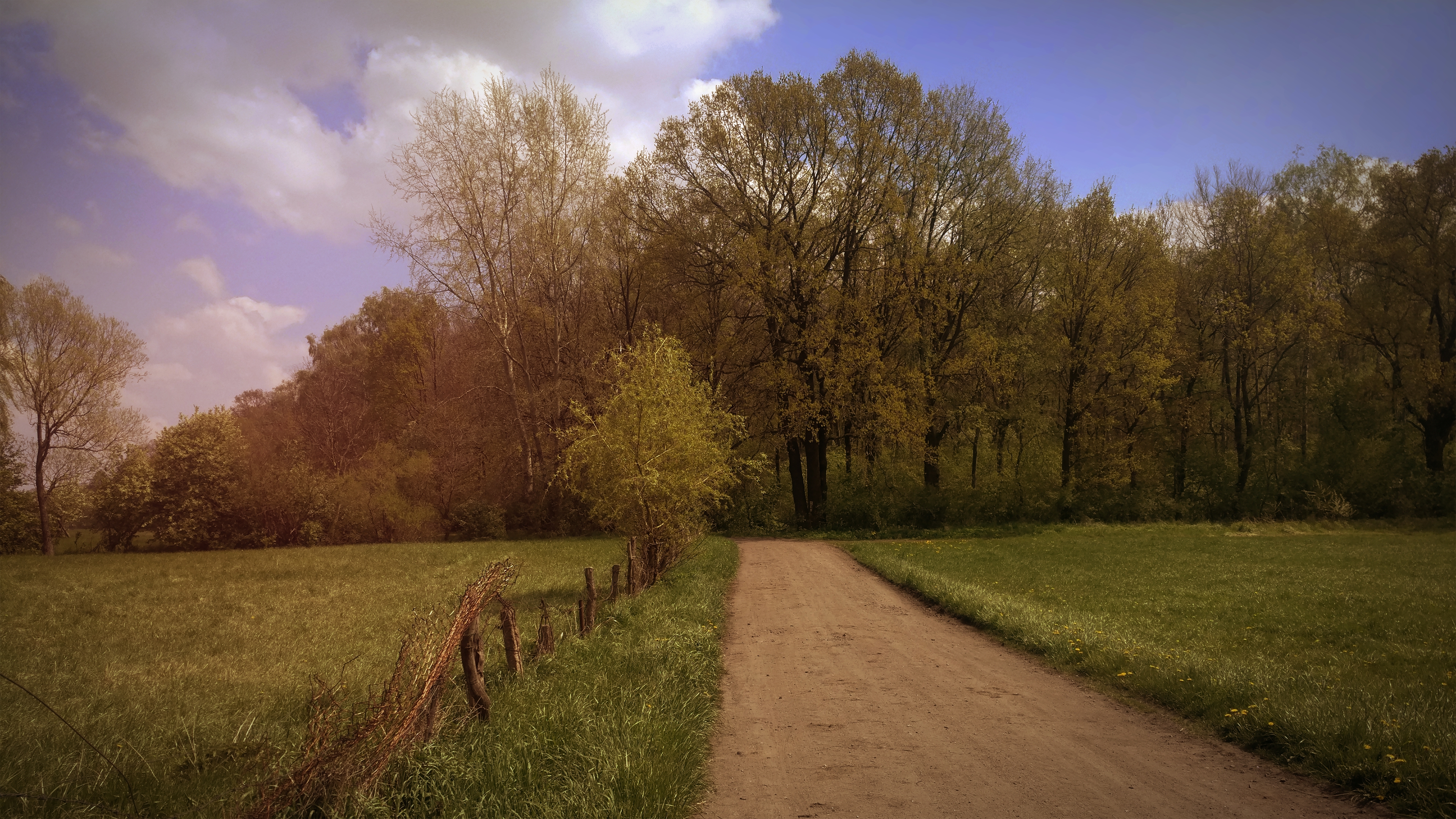 Dirt road through a spring forest in Poland HD Wallpaper