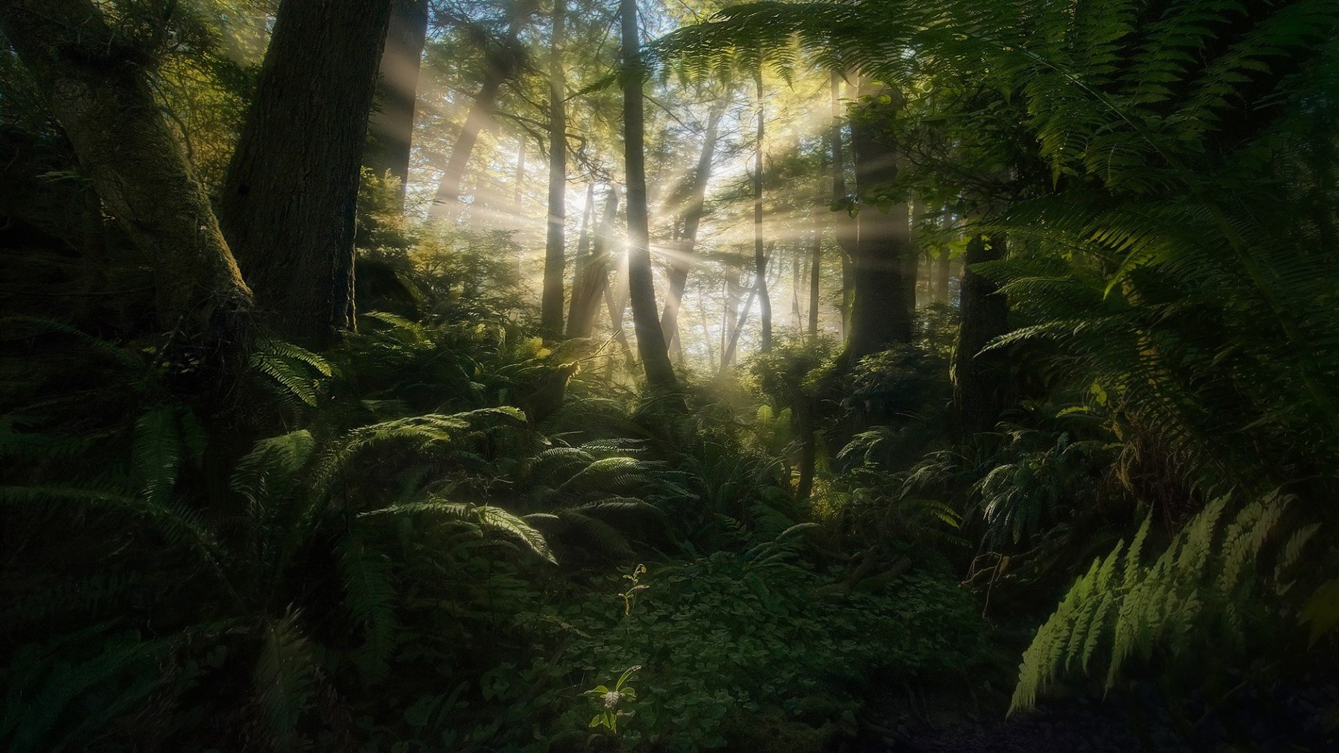 Sunlight filtering through trees in a forest HD Wallpaper