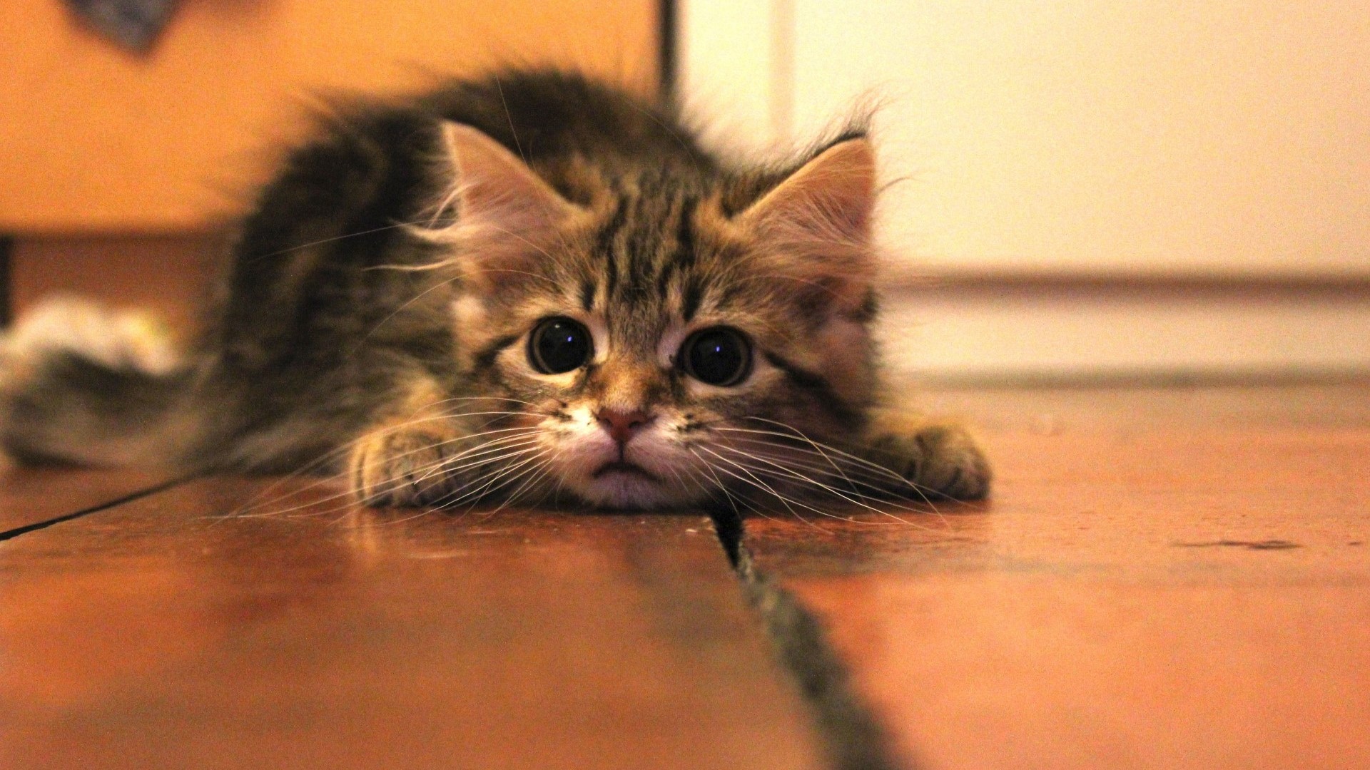 A fluffy tabby kitten lies on a wooden floor HD Wallpaper
