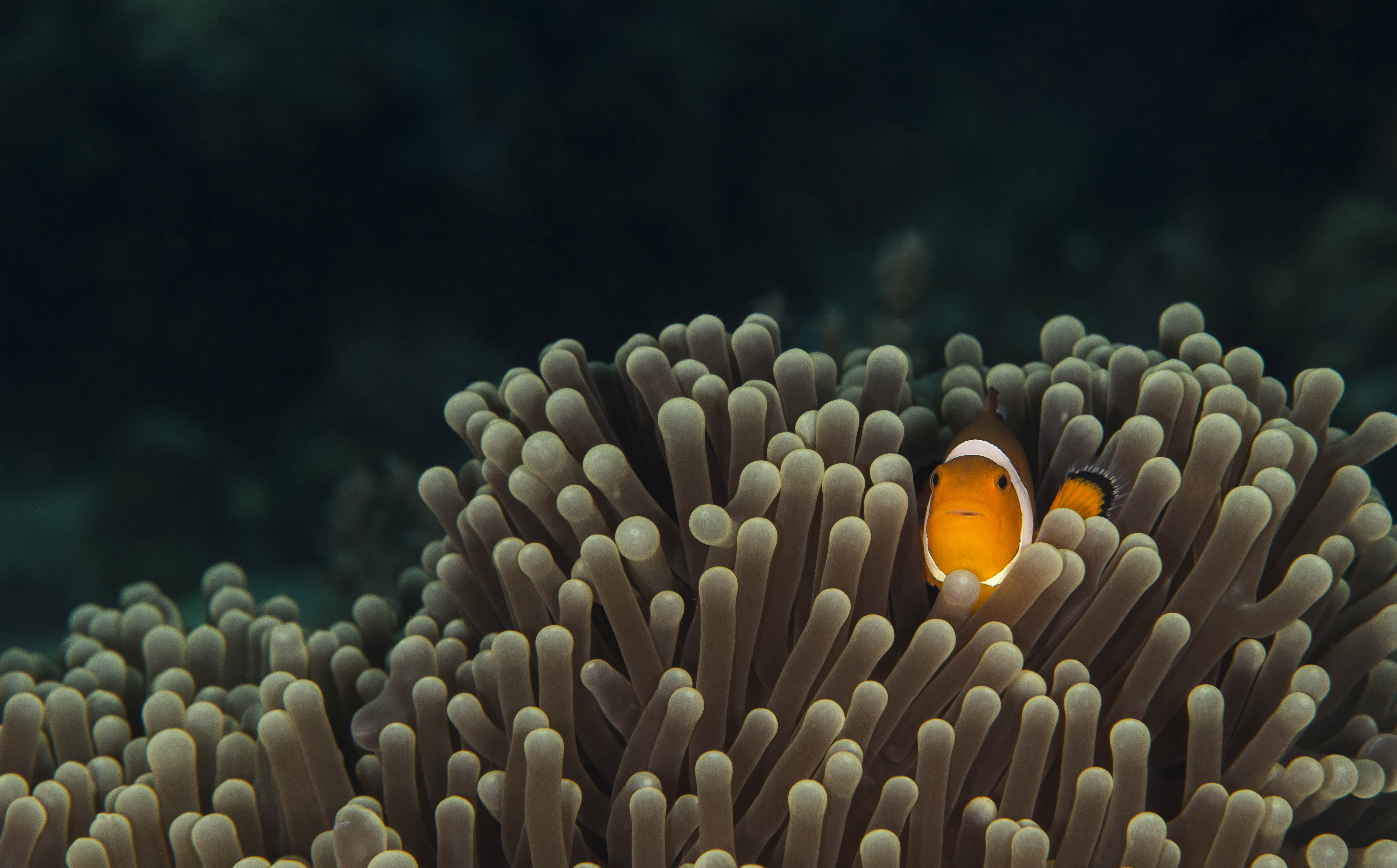Clownfish hiding in anemone HD Wallpaper