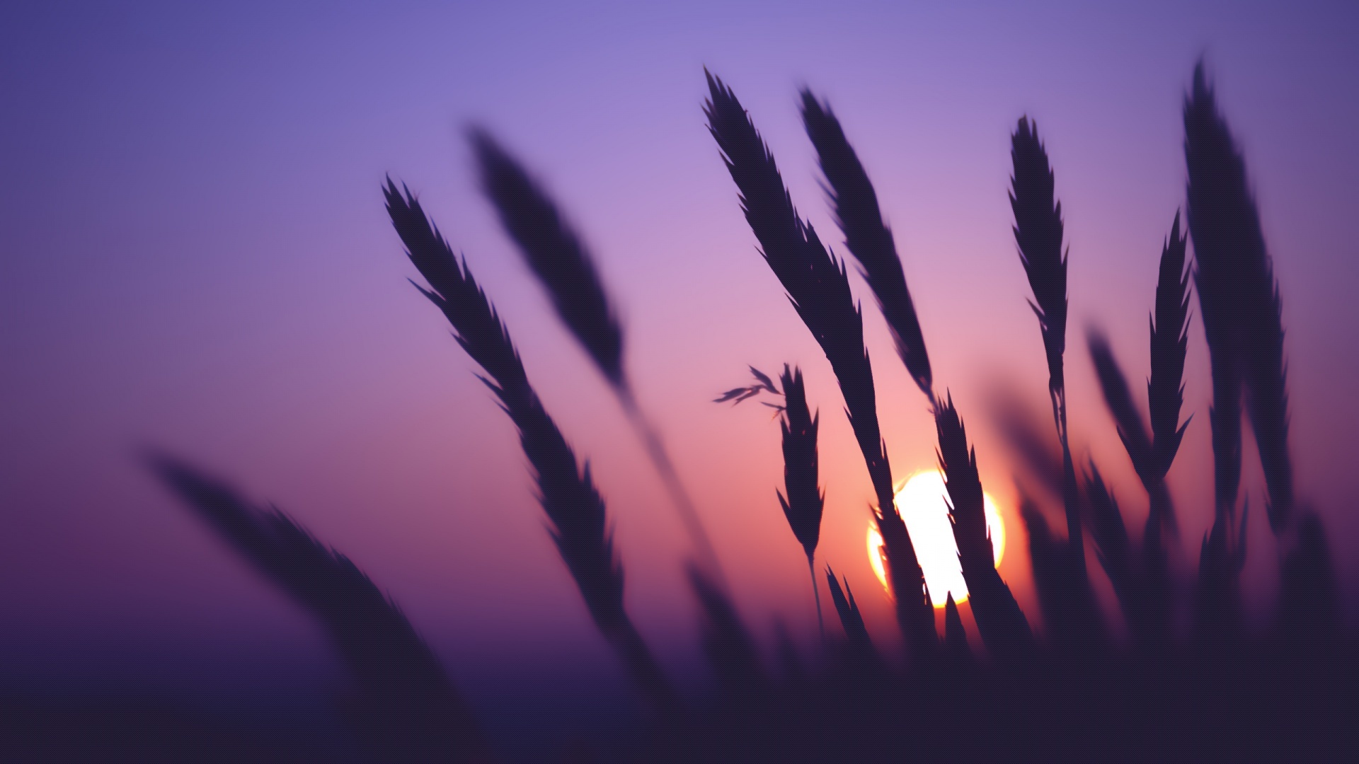 Silhouette of grass against a purple sunset HD Wallpaper
