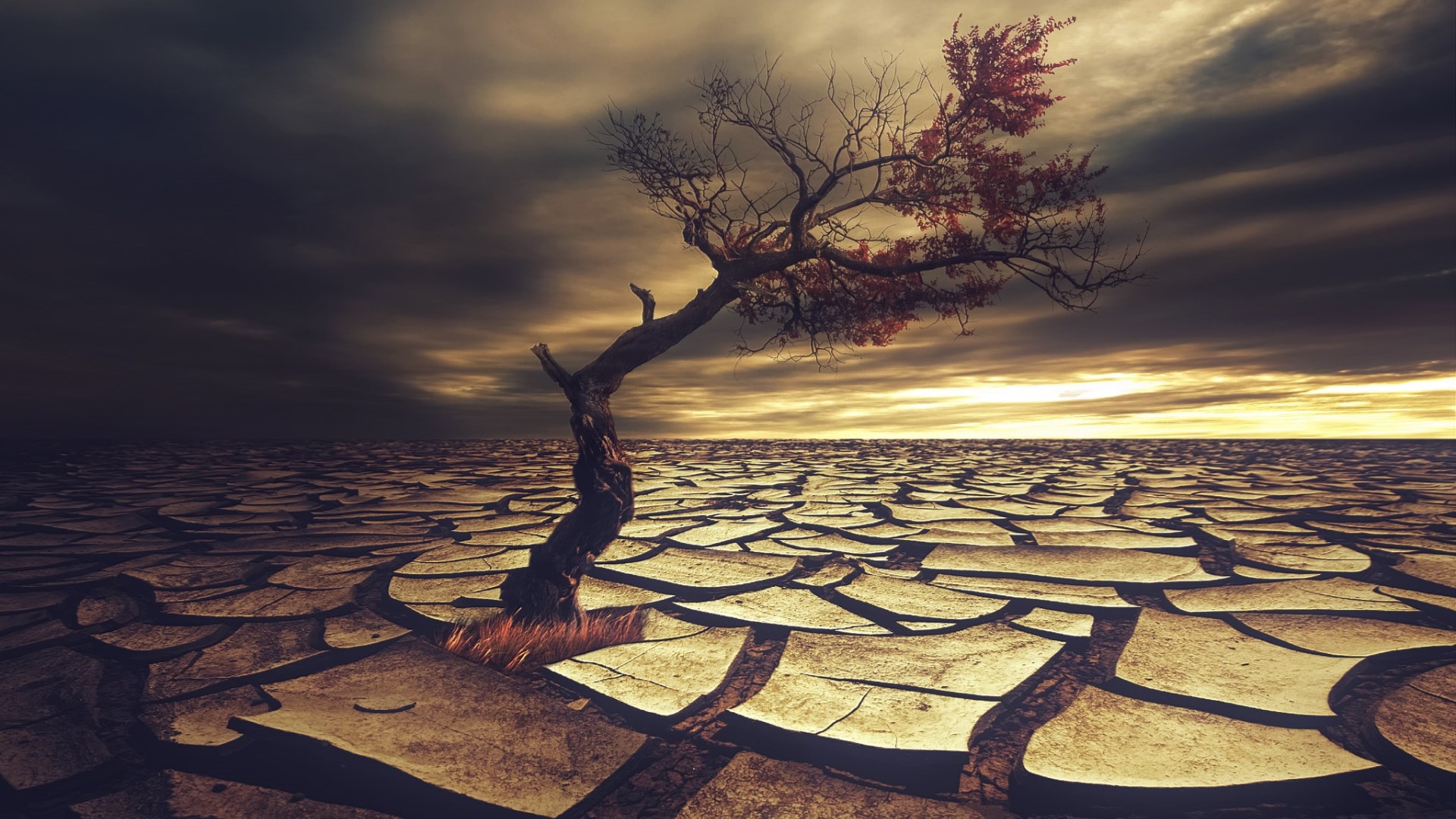 A lone tree in a cracked desert landscape under a dramatic sky HD Wallpaper