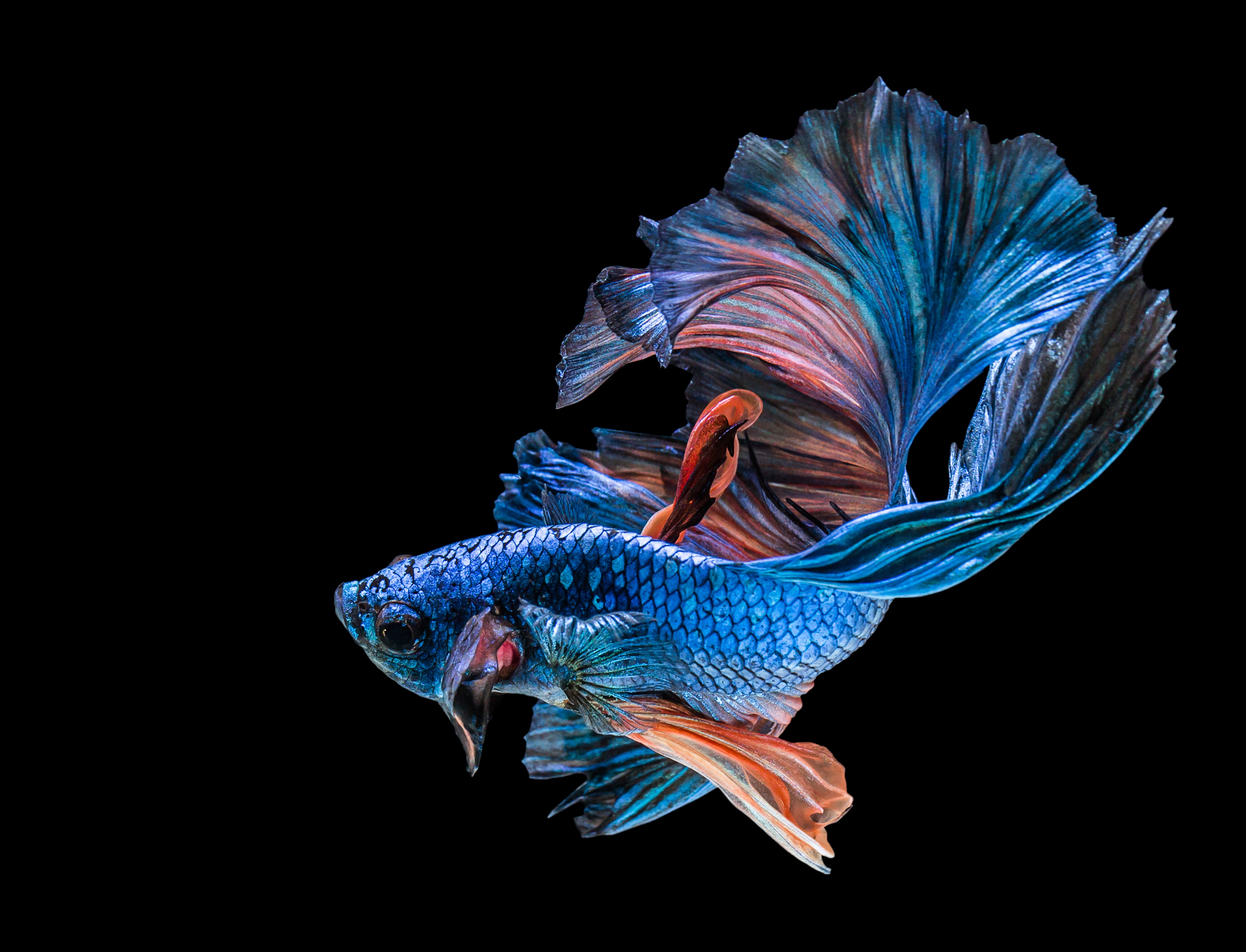 Betta fish with flowing fins HD Wallpaper