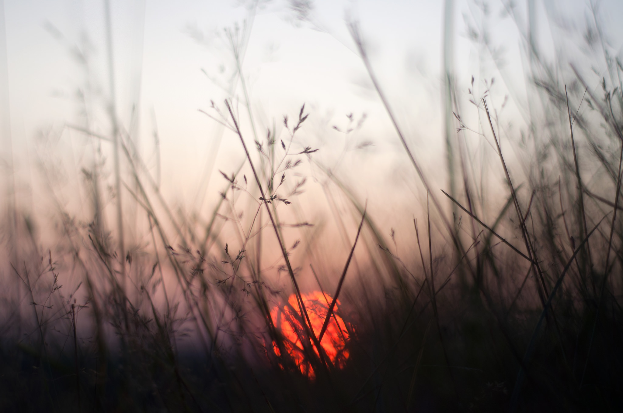 Sunset through tall grass HD Wallpaper