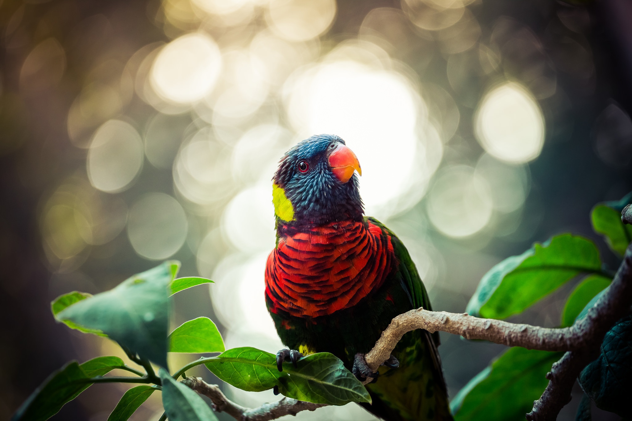 Colorful parrot perched on a tree branch HD Wallpaper