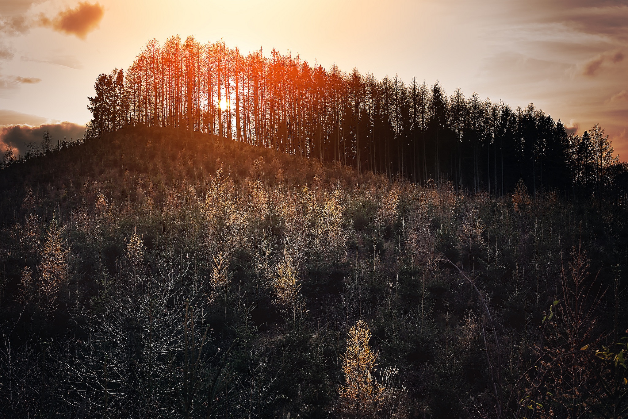 Sunlight filtering through a forest on a hill HD Wallpaper