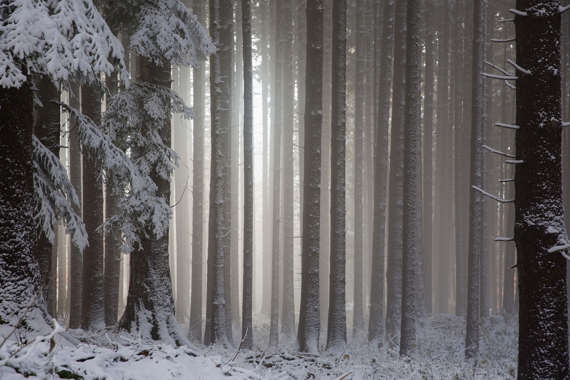 Snowy forest with sunbeams filtering through trees HD Wallpaper