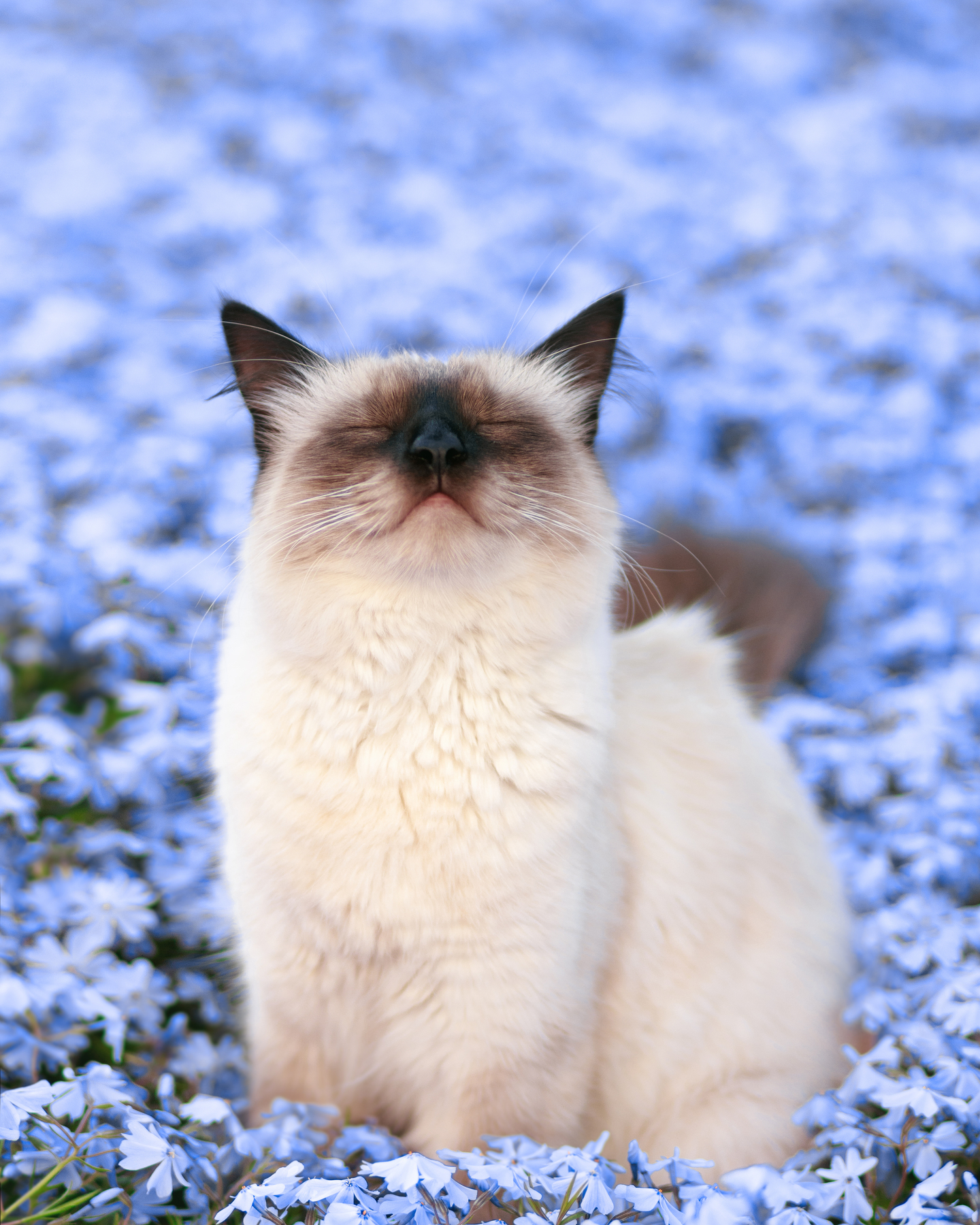 Balinese cat sitting in blue flowers HD Wallpaper