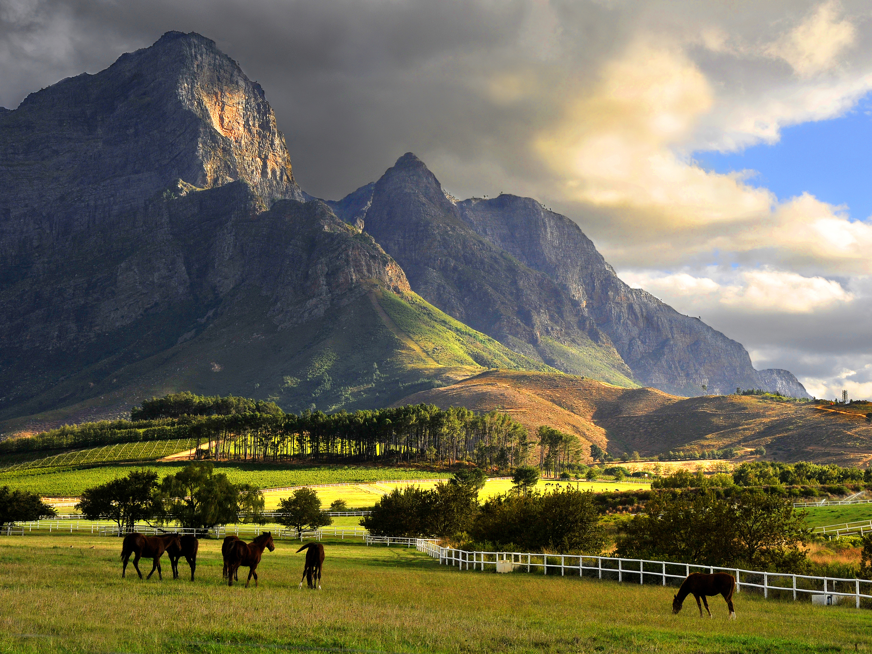 Horses in a field with mountains and vineyard in Franschhoek, South Africa HD Wallpaper