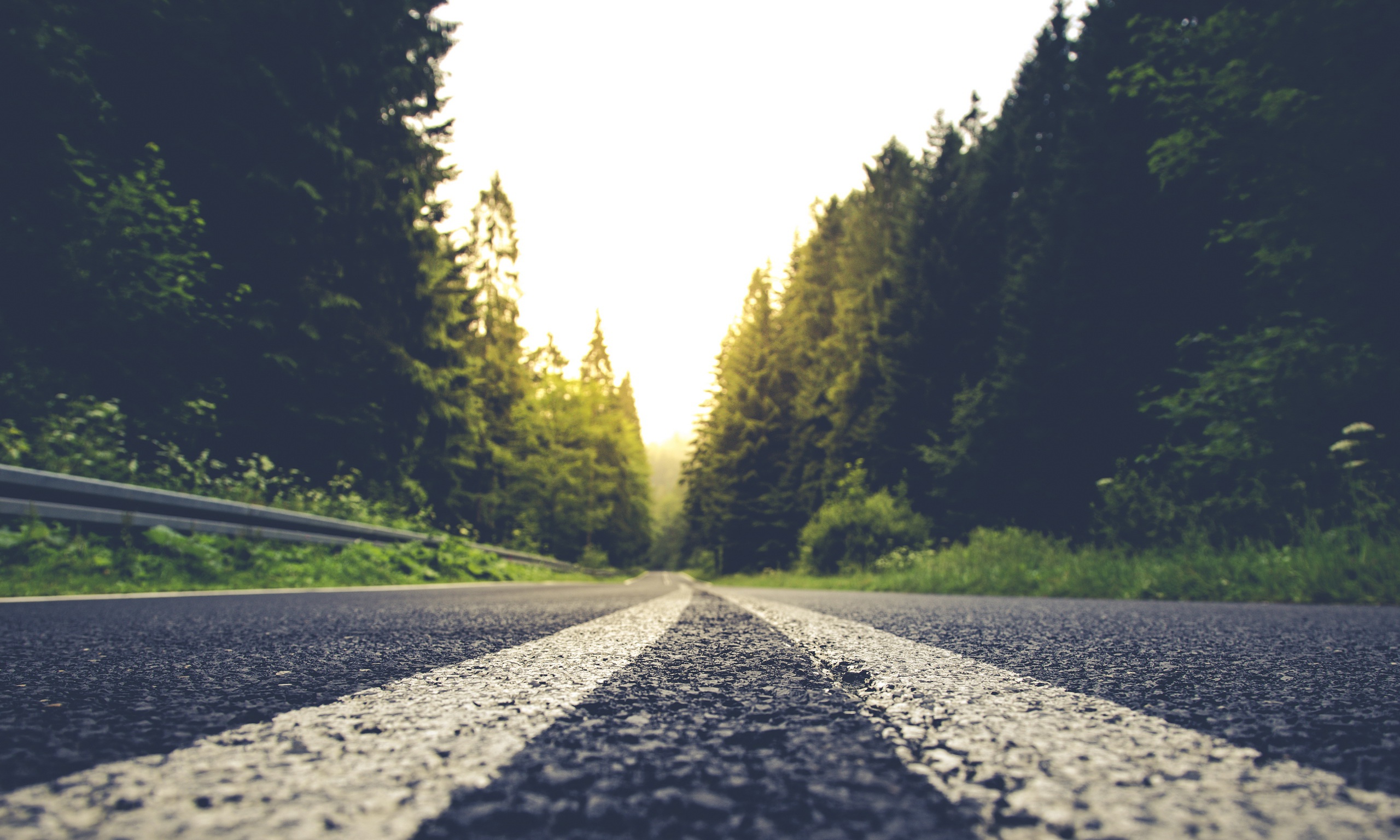 Road through a forest with a worm's eye view HD Wallpaper