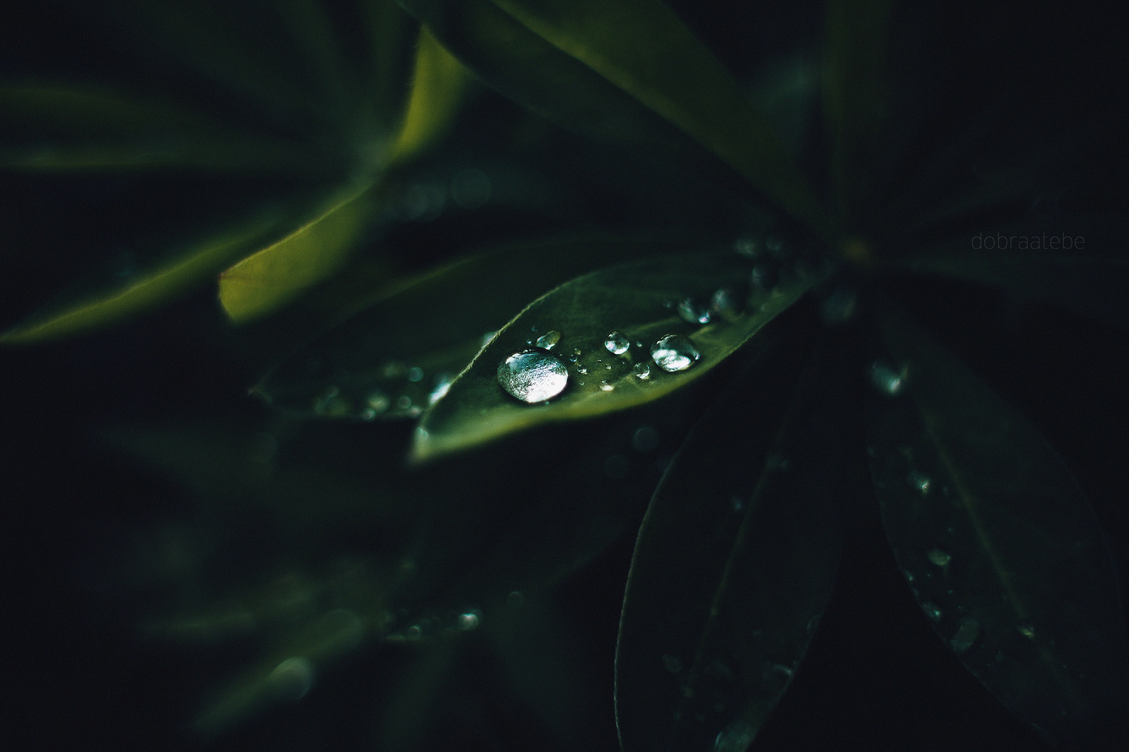 Macro shot of water droplets on green leaves HD Wallpaper