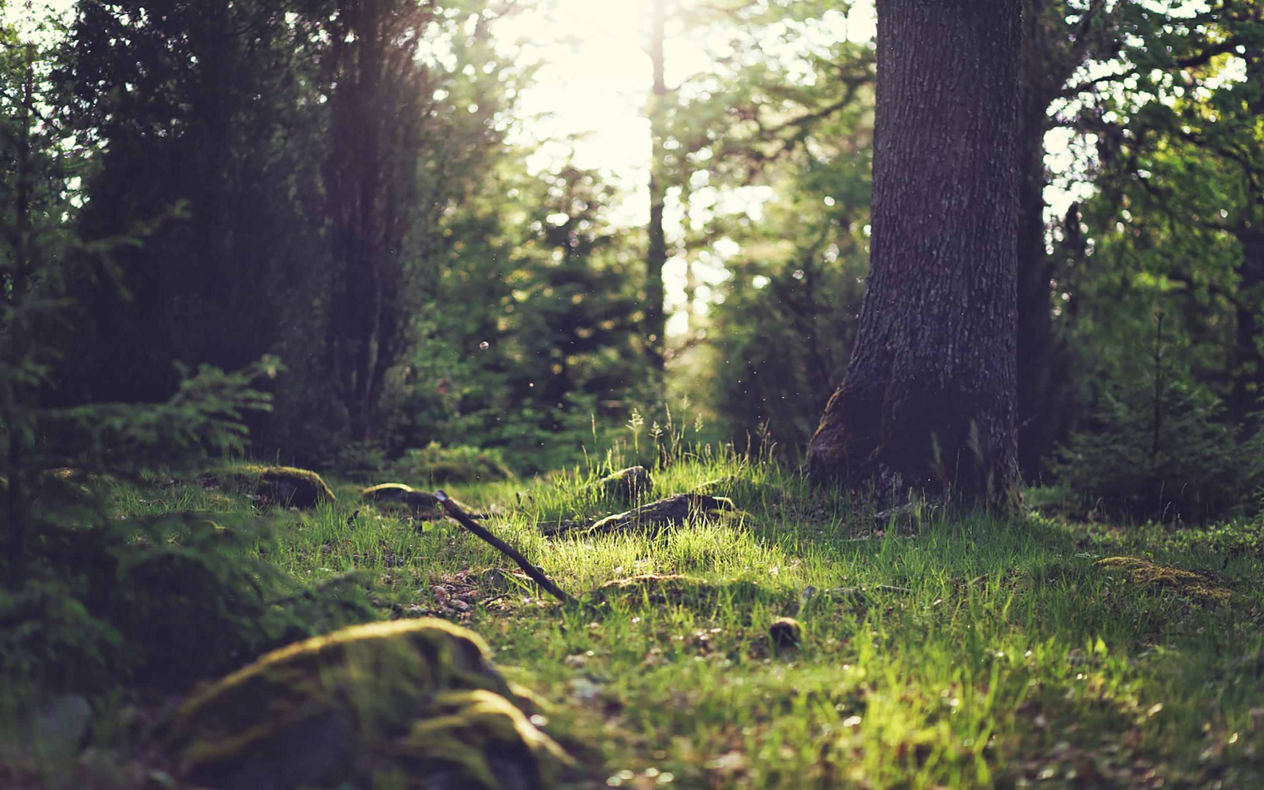 Sunlight filtering through a forest canopy HD Wallpaper