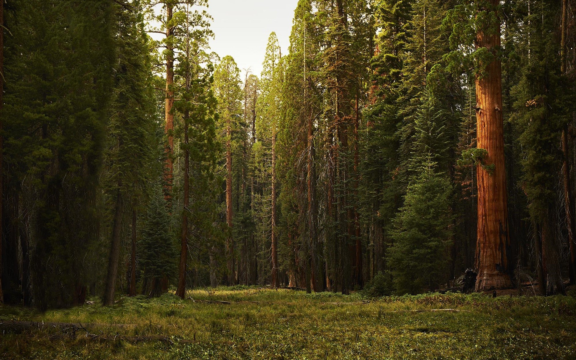 Giant sequoia forest with a grassy clearing HD Wallpaper