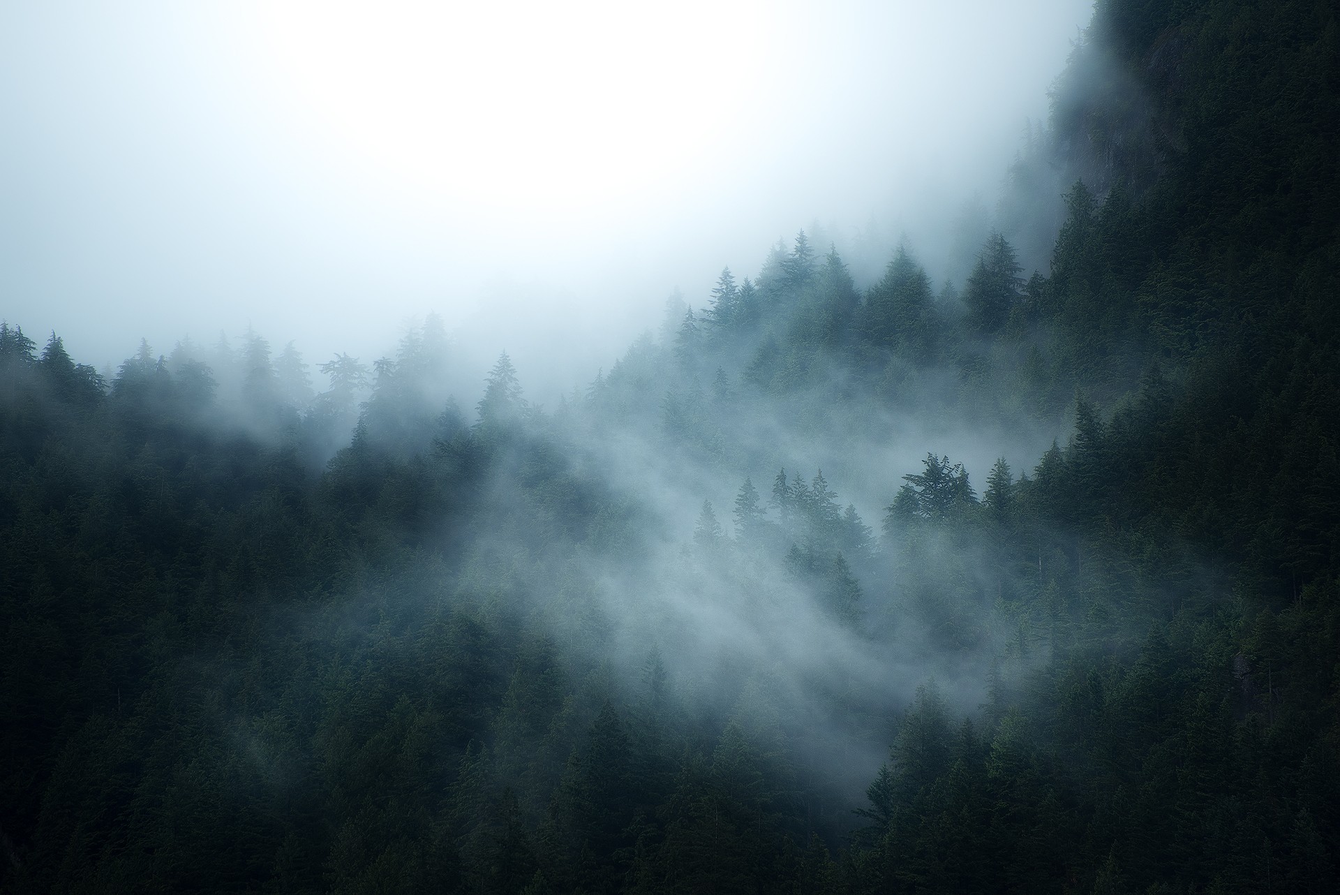 Misty forest on a mountain slope HD Wallpaper