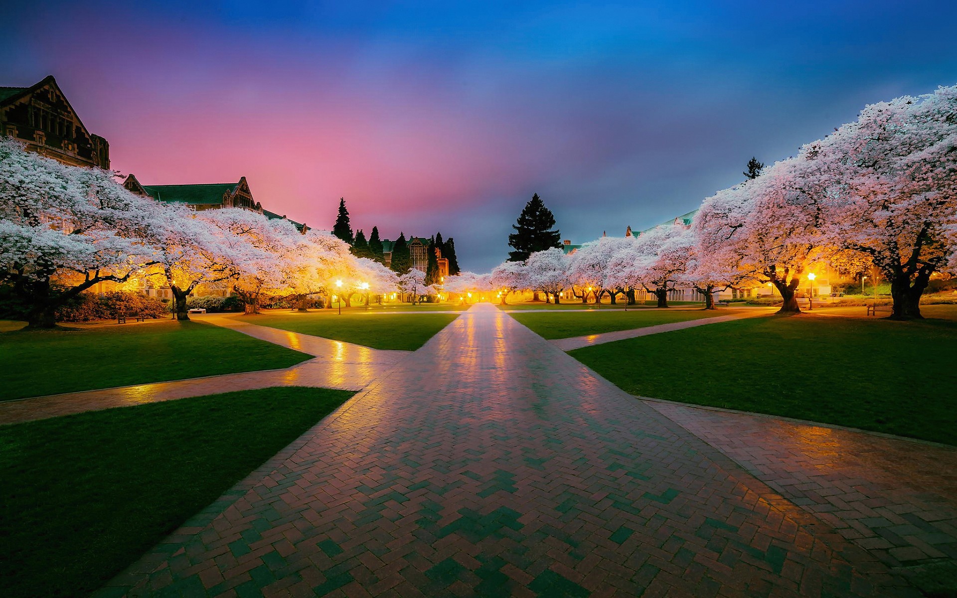 Cherry blossoms at the University of Washington in Seattle HD Wallpaper