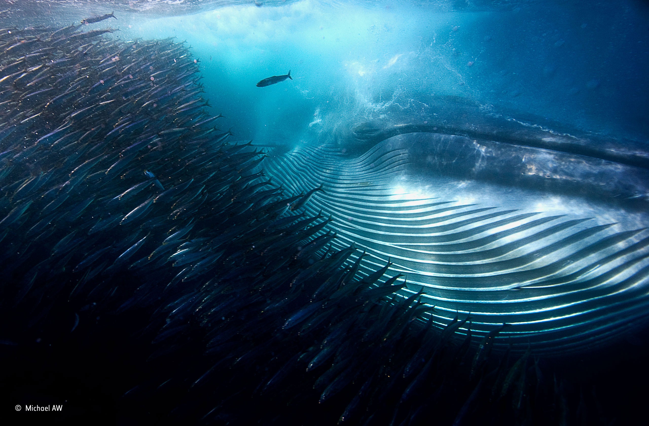 Whale feeding on a shoal of fish underwater HD Wallpaper