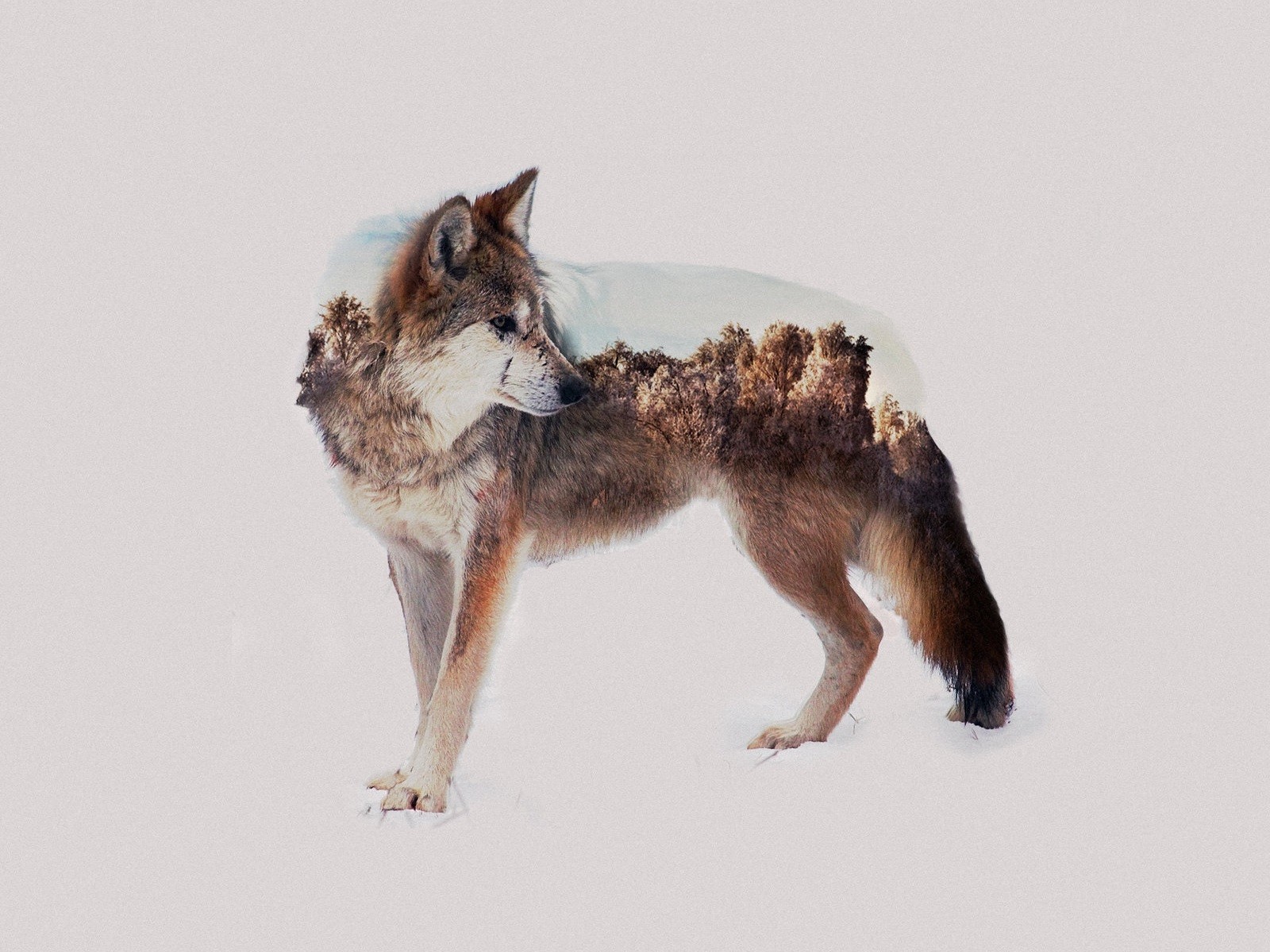 Double exposure of a wolf and a forest HD Wallpaper