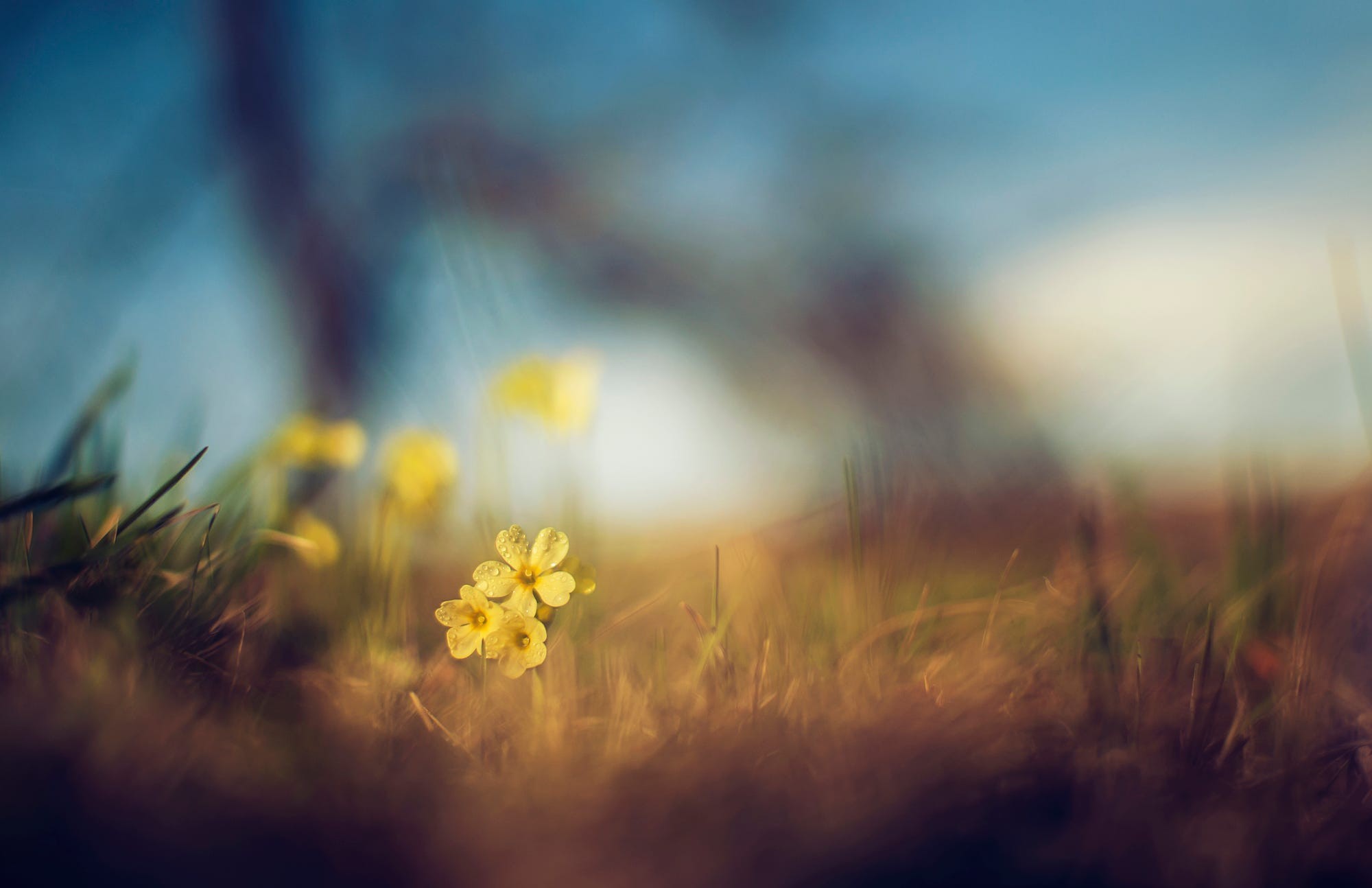 Yellow flowers in grass with depth of field HD Wallpaper