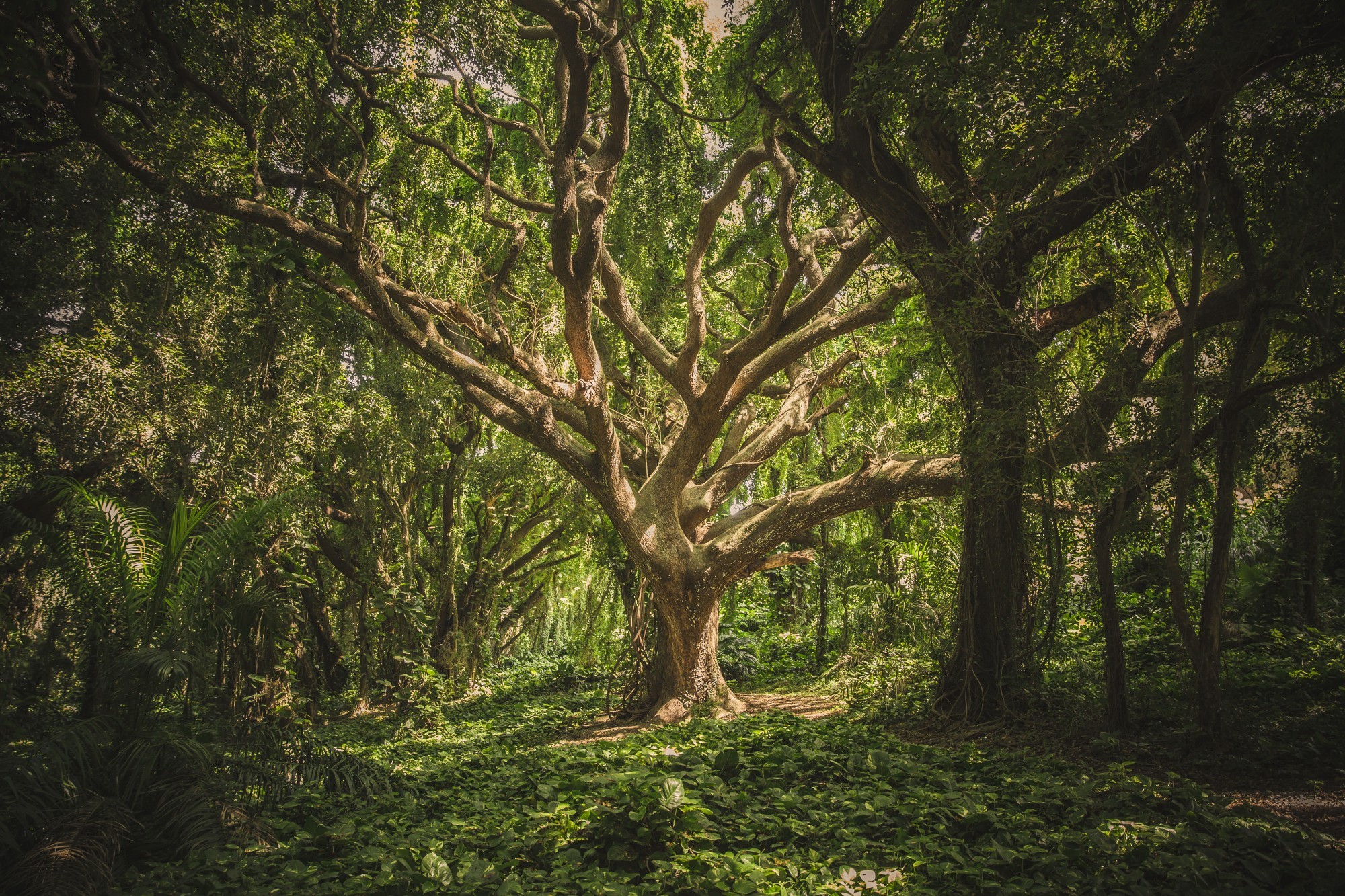 Sunlight filtering through ancient trees in a dense forest HD Wallpaper