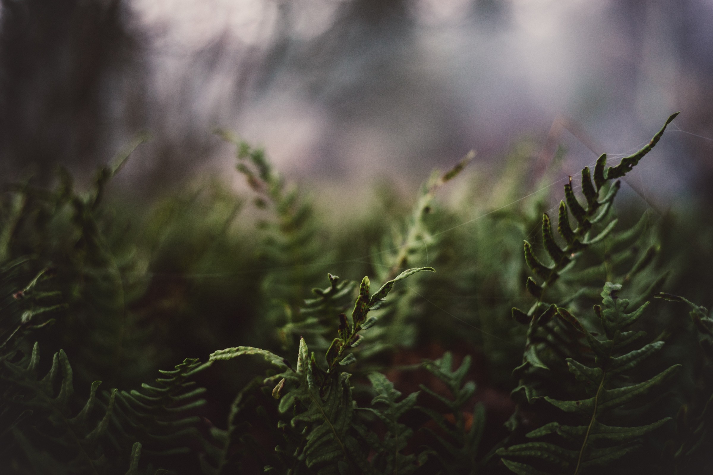Close-up of ferns with shallow depth of field HD Wallpaper