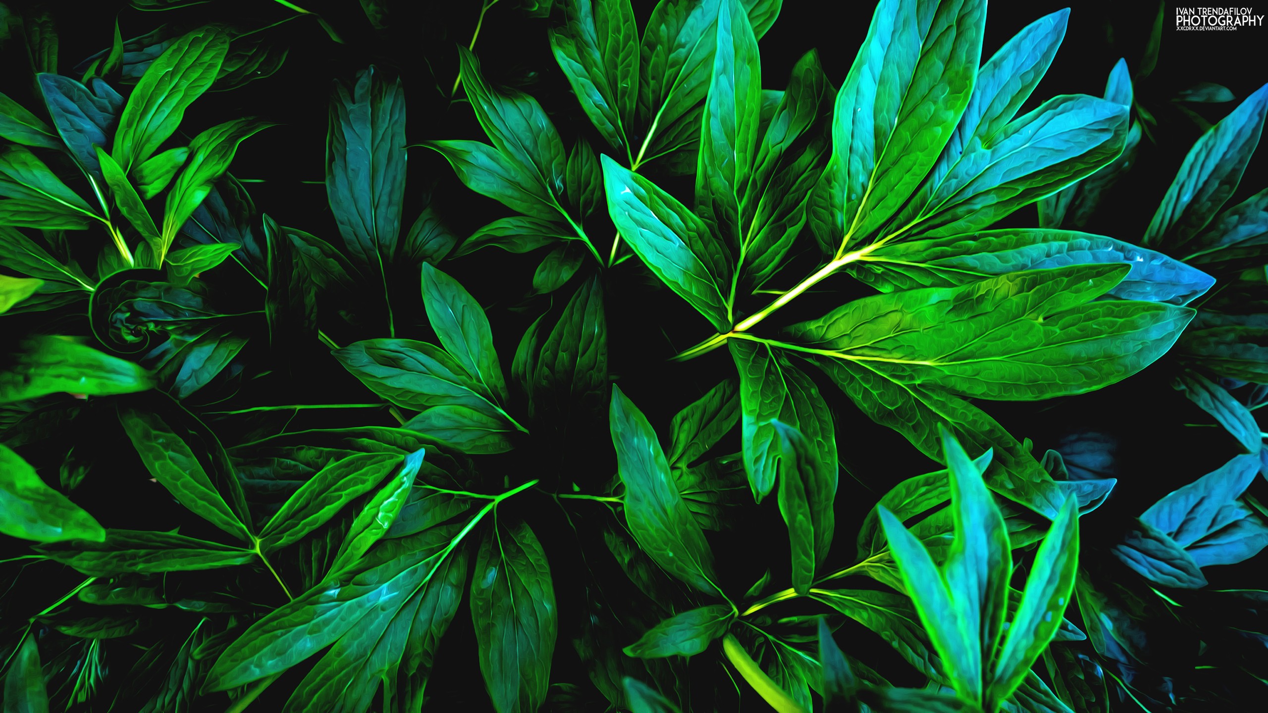 Close-up of dark green leaves with blue accents HD Wallpaper