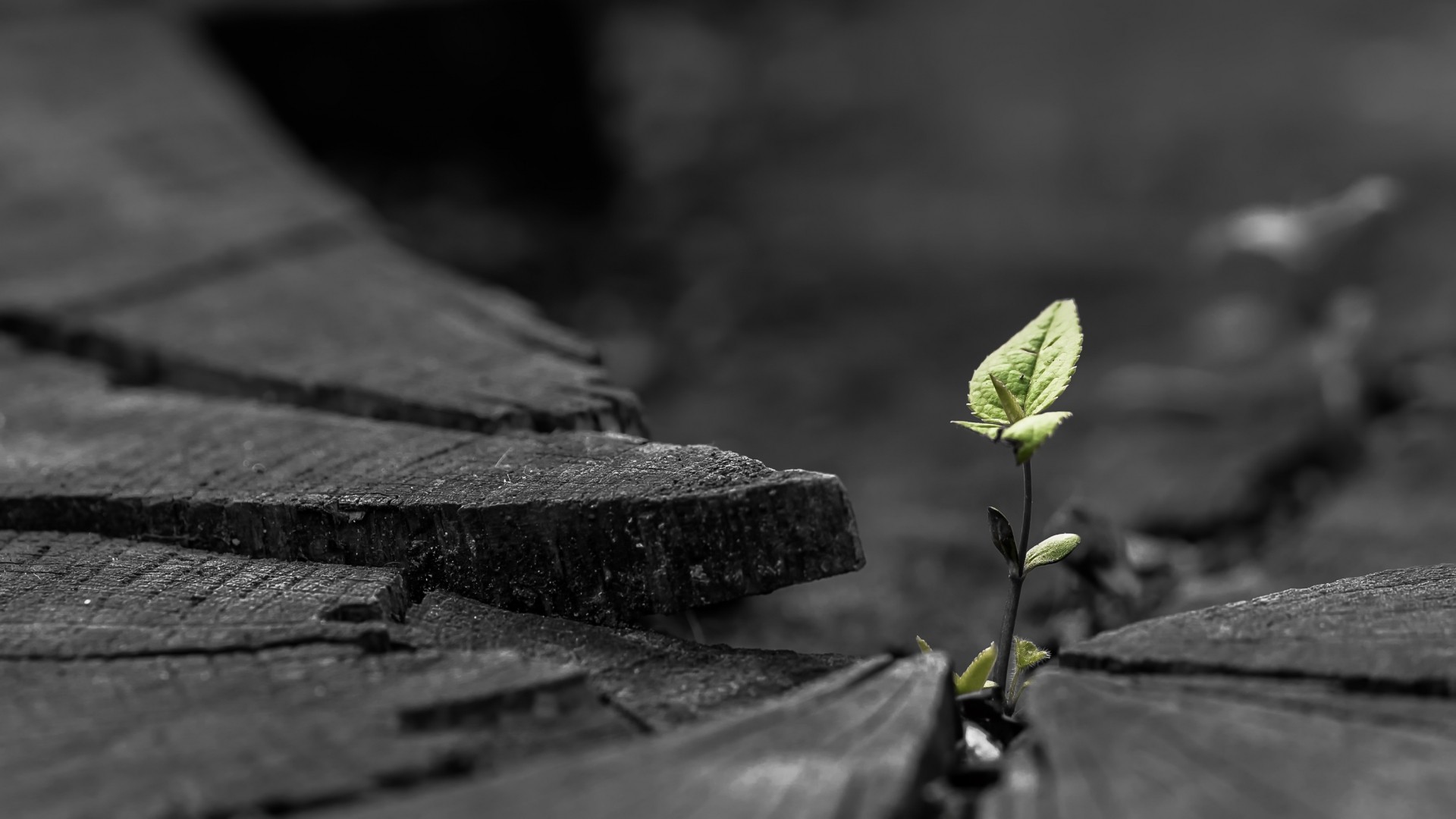 A green sprout grows from a cracked wooden surface HD Wallpaper