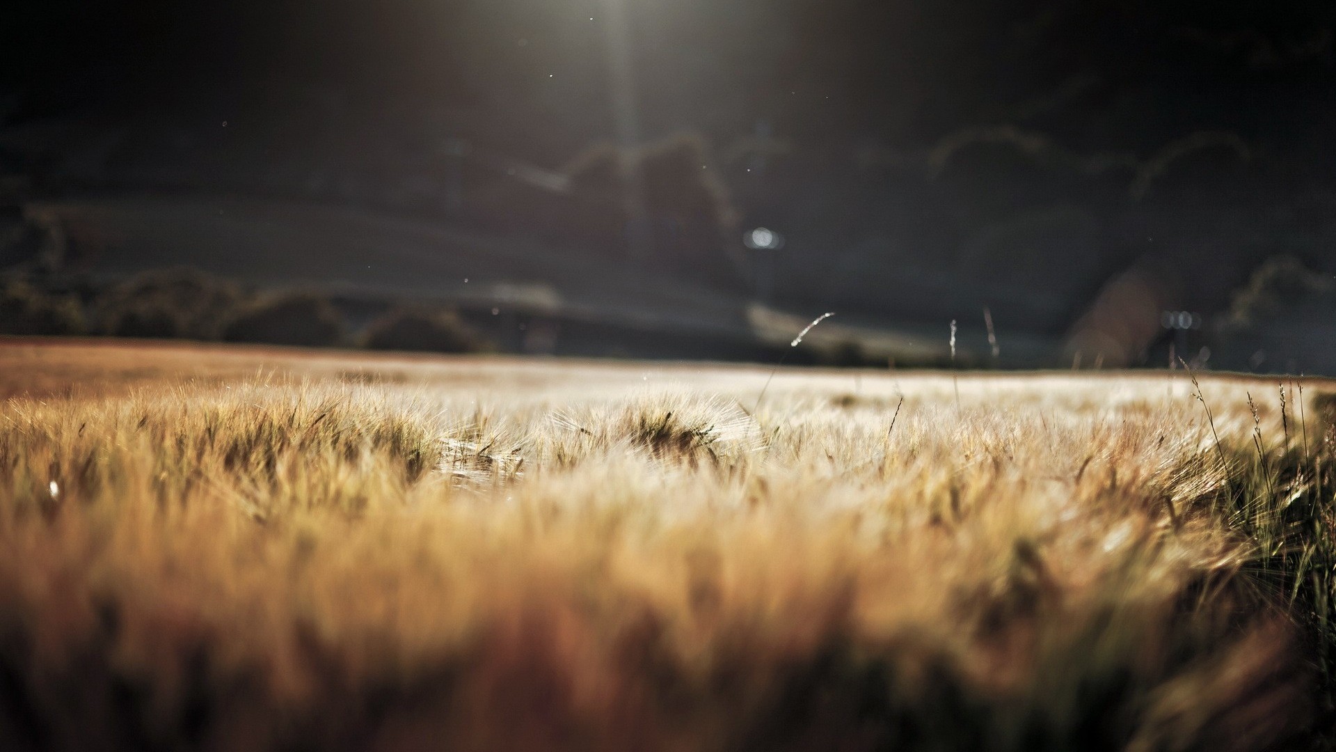 Wheat field with sunlight and depth of field HD Wallpaper