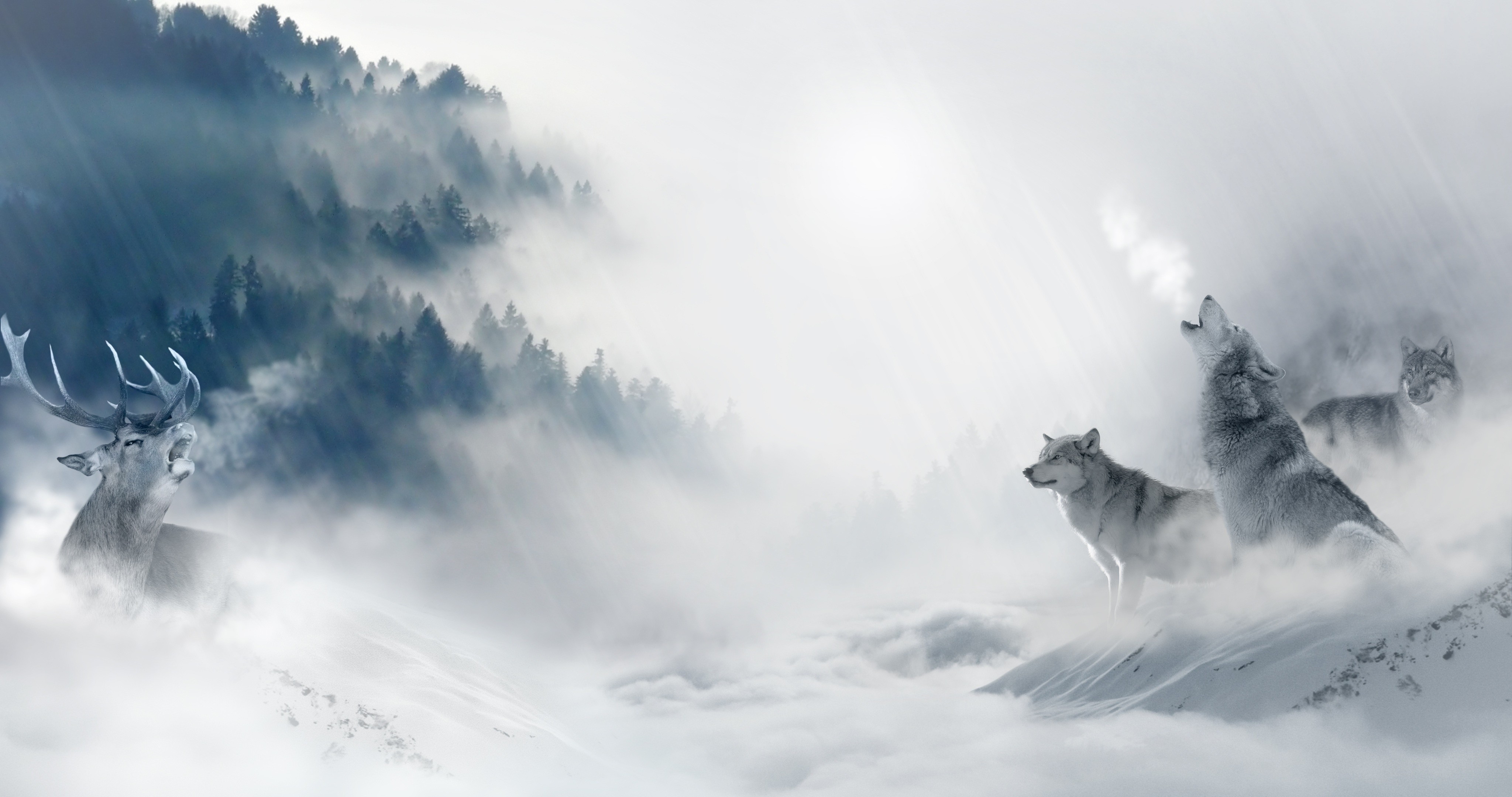Deer and wolves in a misty winter forest HD Wallpaper