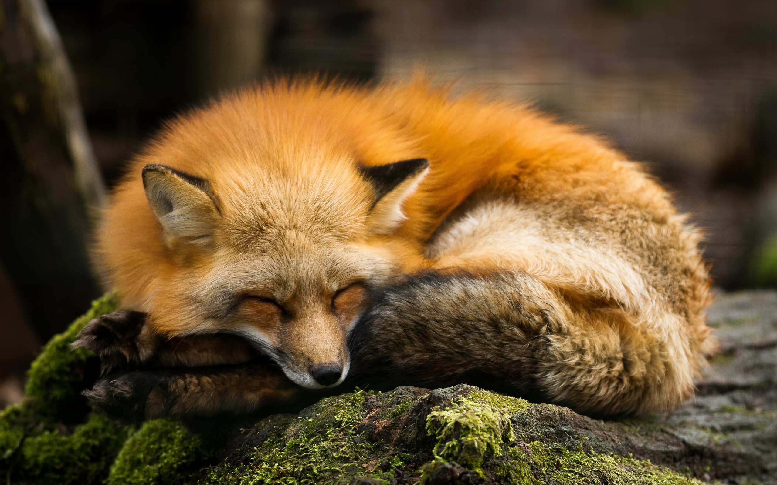 A sleeping fox curled up on mossy rocks HD Wallpaper