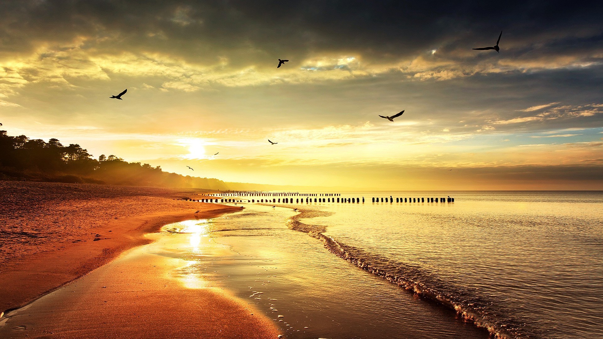 Sunset over a beach with birds flying HD Wallpaper