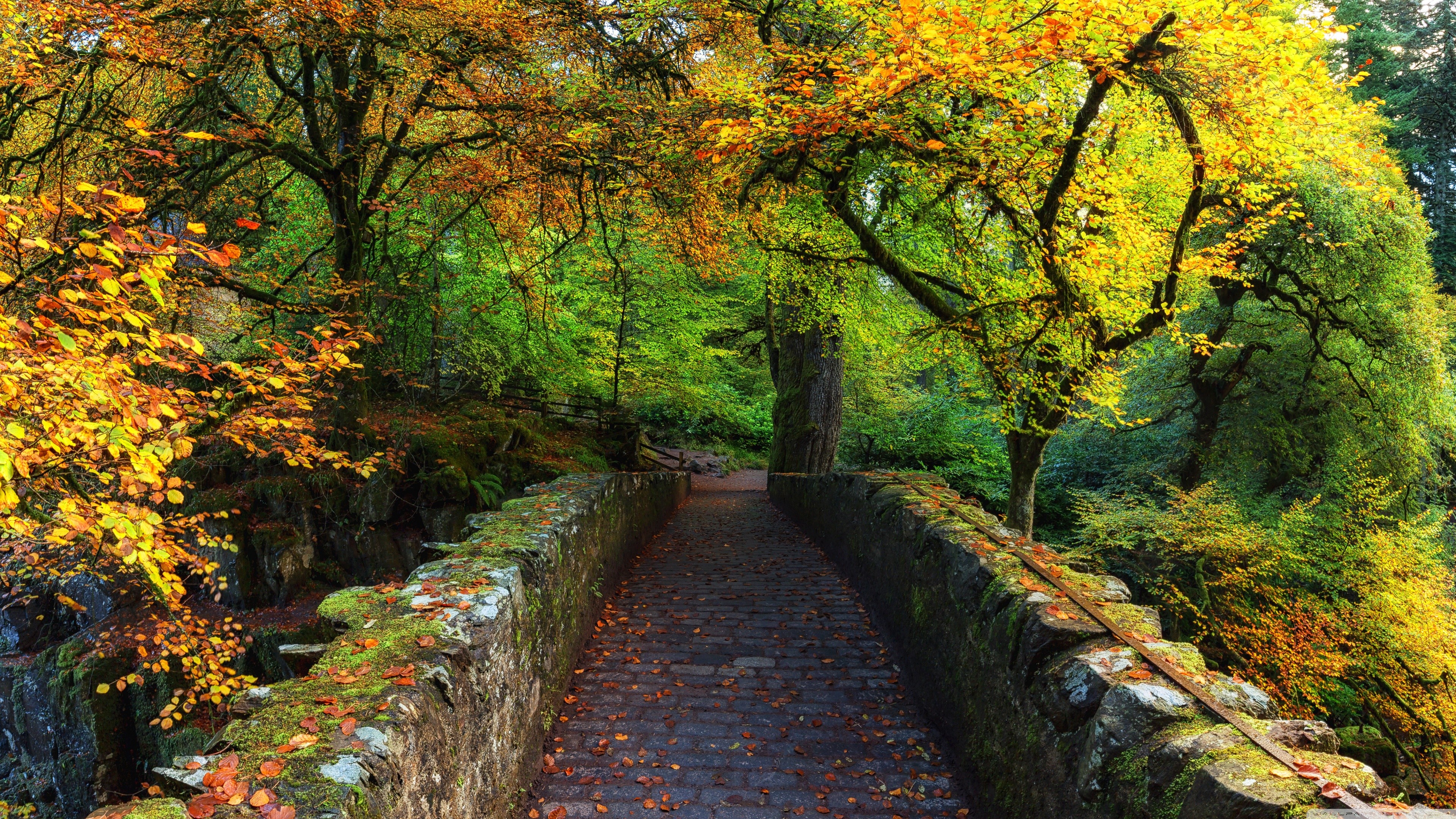 Stone bridge in a forest during autumn HD Wallpaper