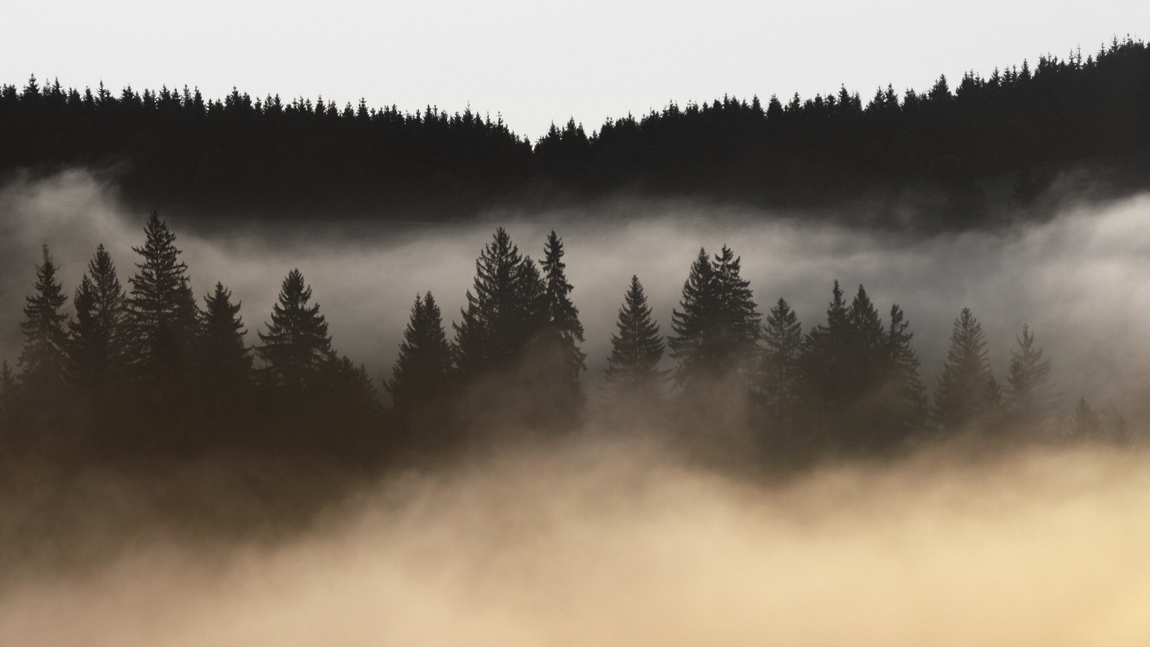Misty forest landscape with silhouetted trees HD Wallpaper
