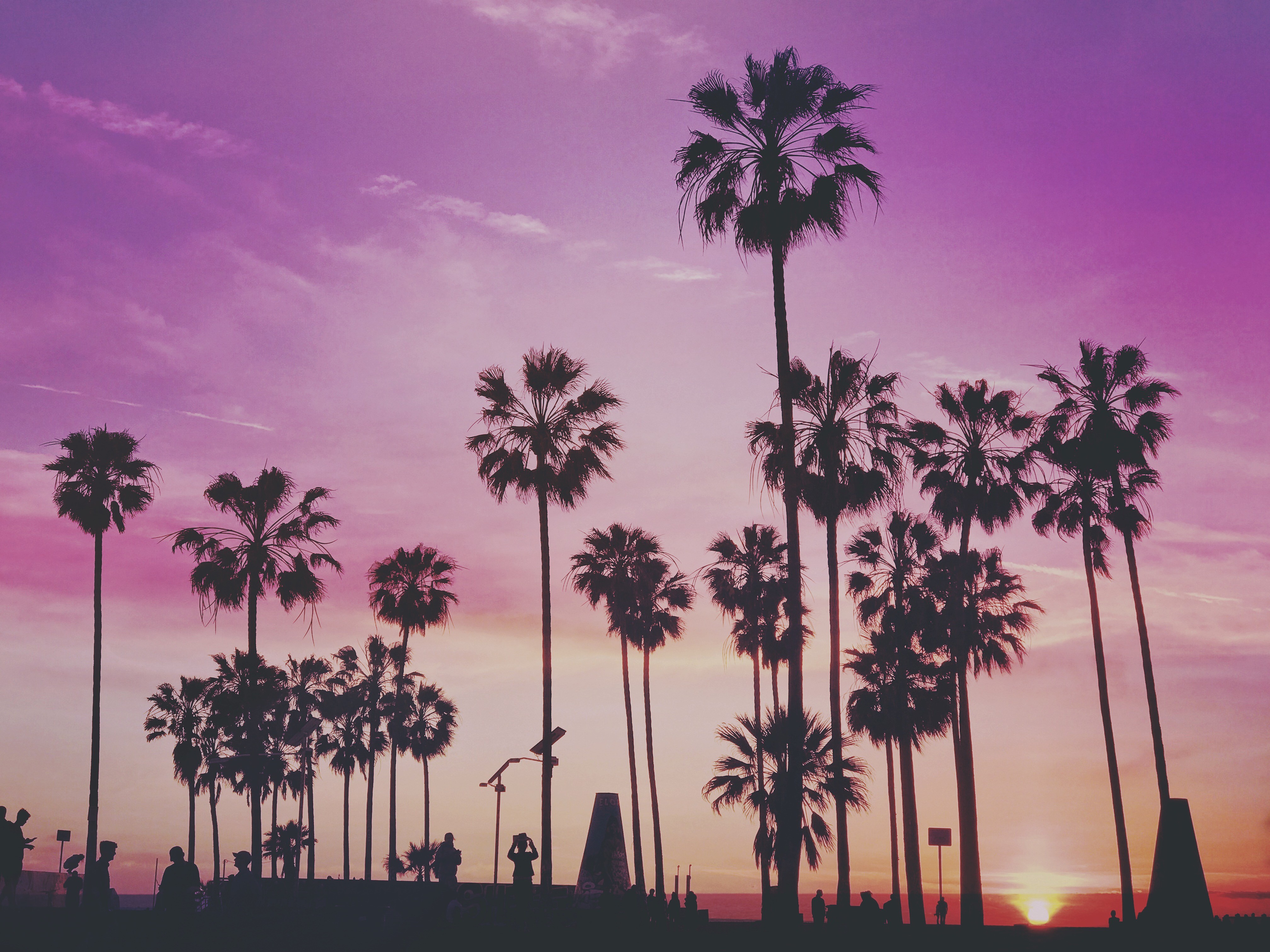Palm trees silhouetted against a purple sunset sky HD Wallpaper