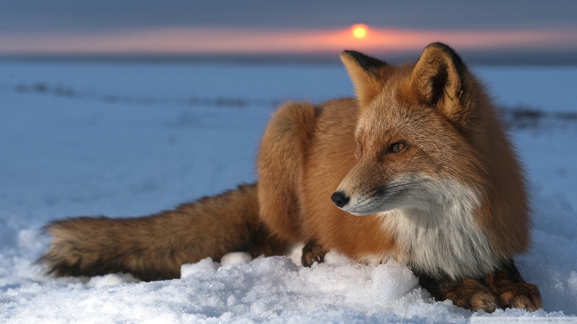 Red fox lying in the snow at sunset HD Wallpaper