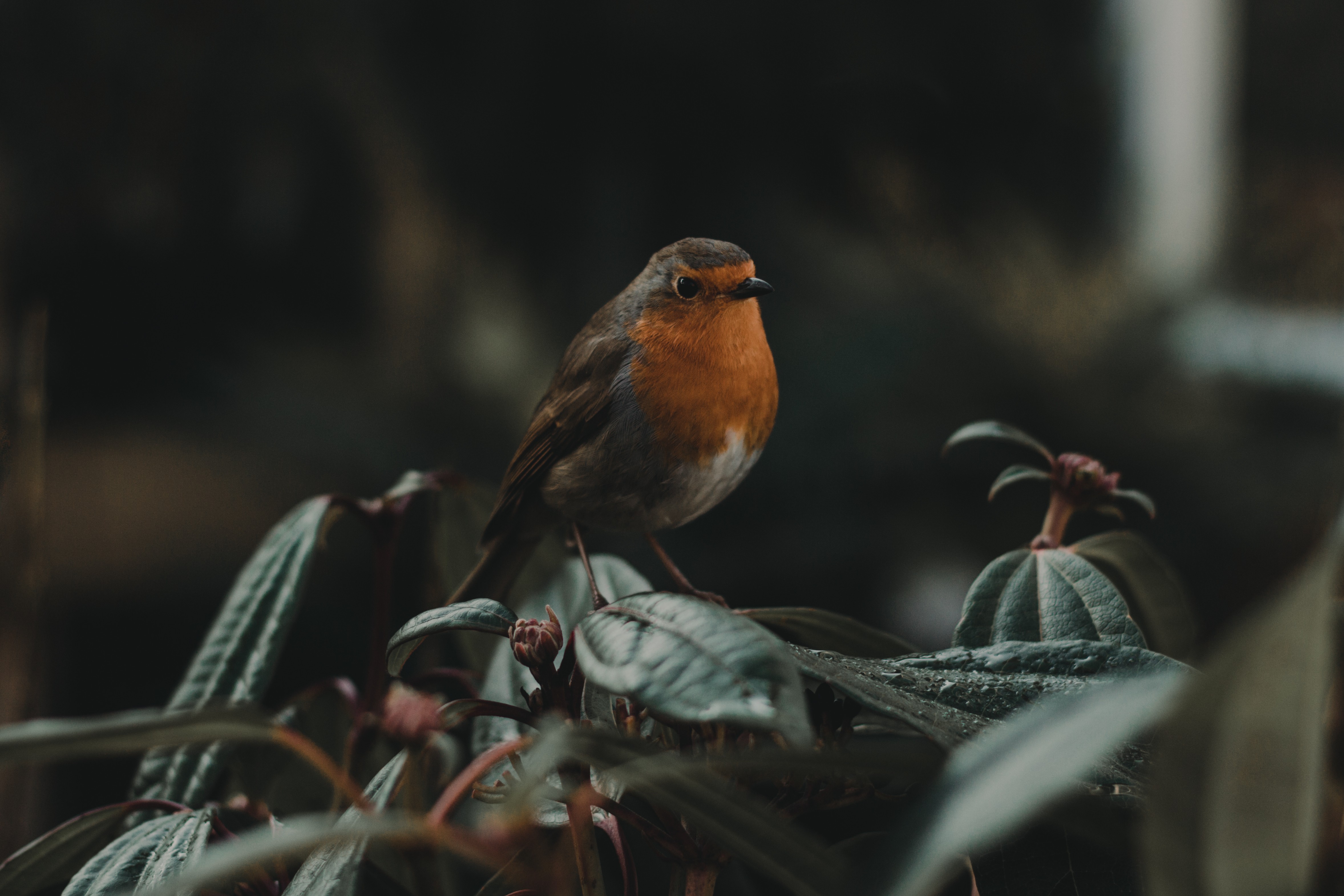 Robin bird perched on a plant HD Wallpaper