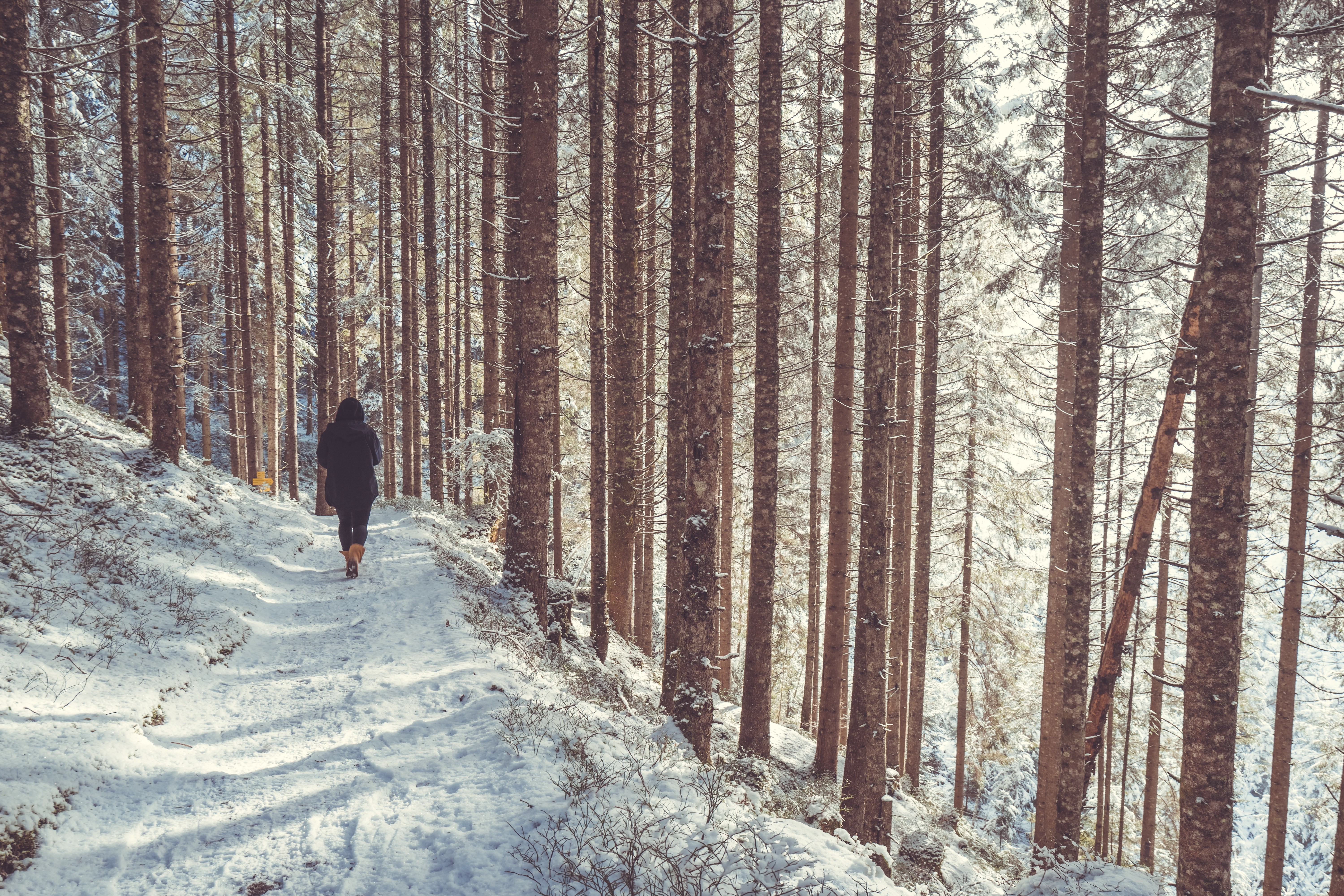 Person walking on a snowy path in a forest HD Wallpaper