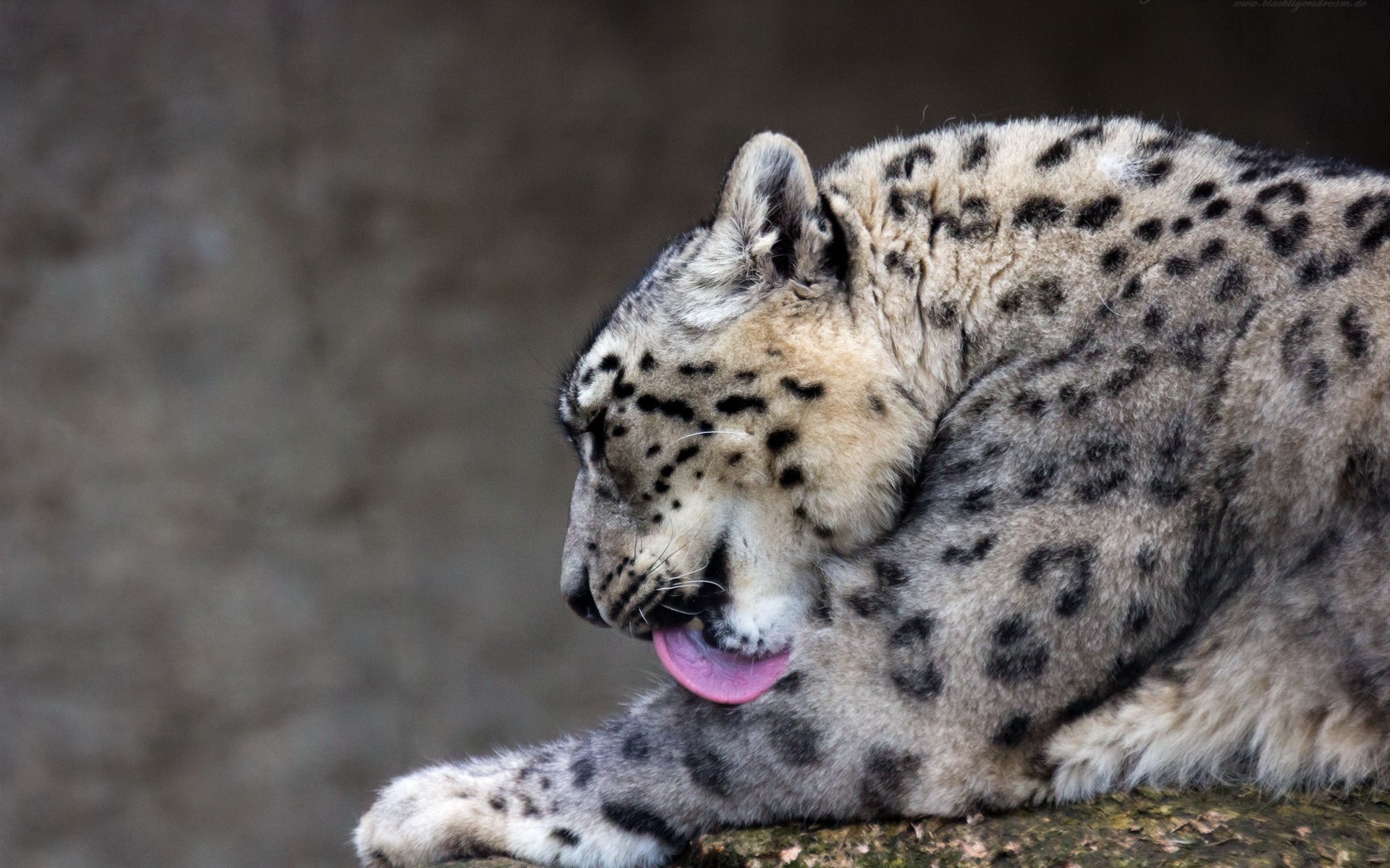 Snow leopard grooming itself HD Wallpaper
