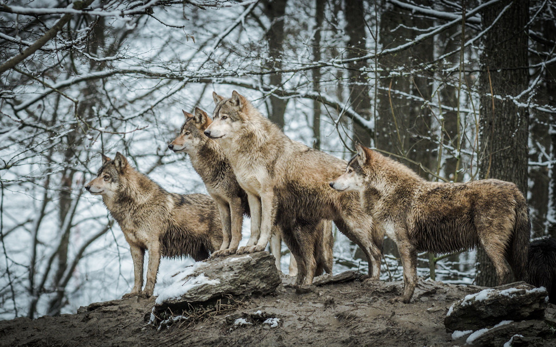 Four wolves standing on a snowy forest floor HD Wallpaper